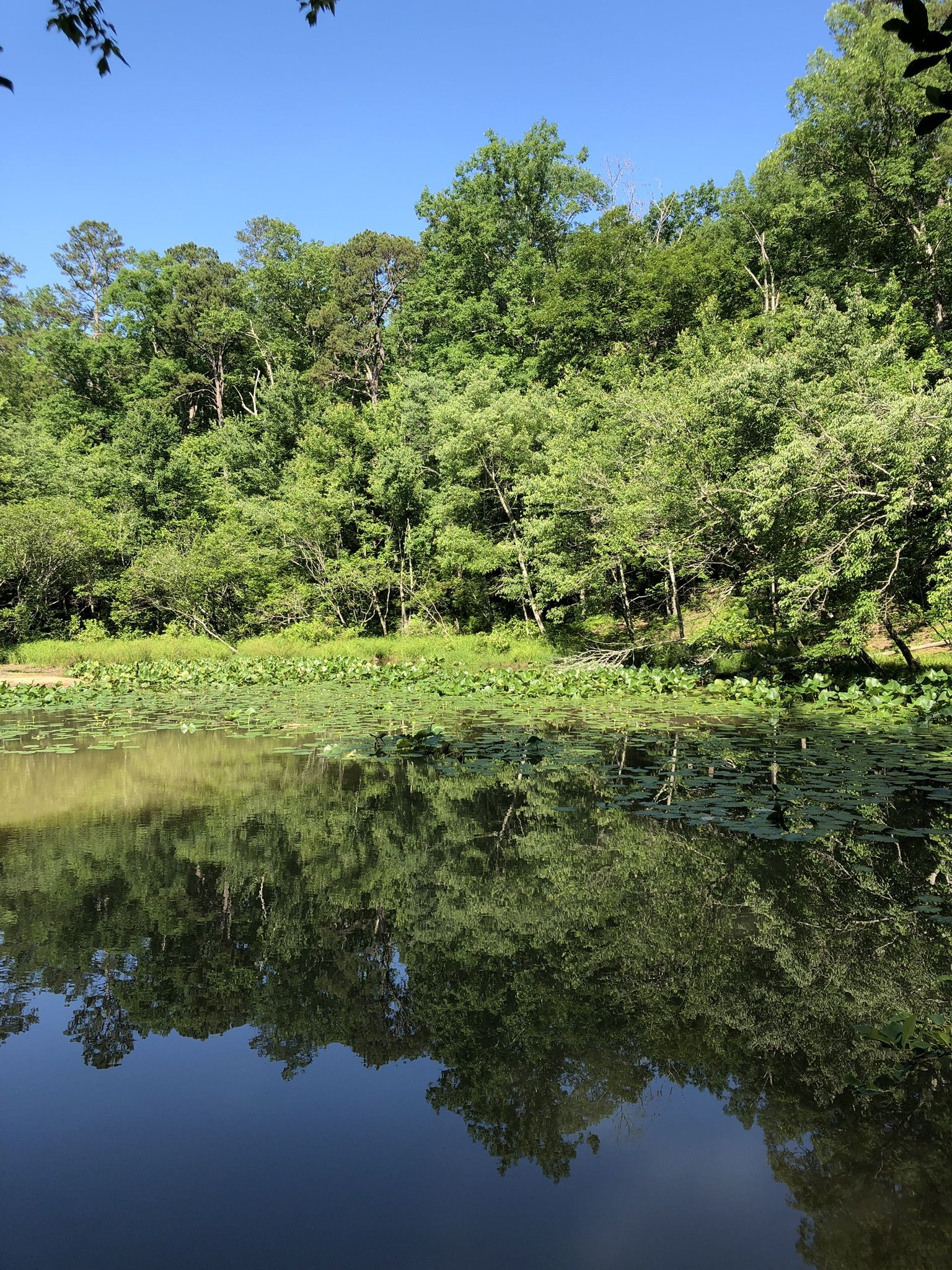 Sunny lake reflecting green forest, with lily pads on the water's edge. - CCC Pond Trail