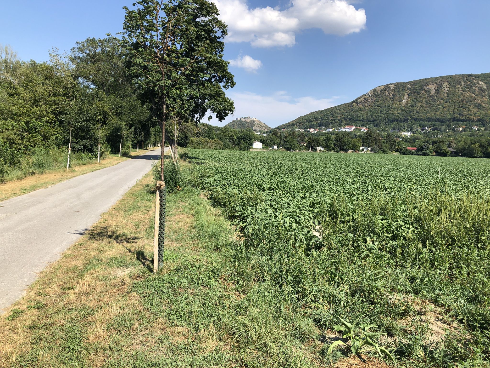 Schlossberg Hainburg voraus!