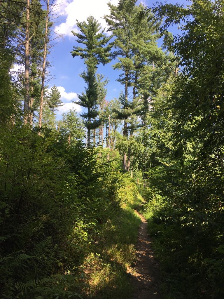 A narrow dirt path winds through a sunlit forest with tall pine trees. - Deer Hollow Trail loop from Armstrong Preserve