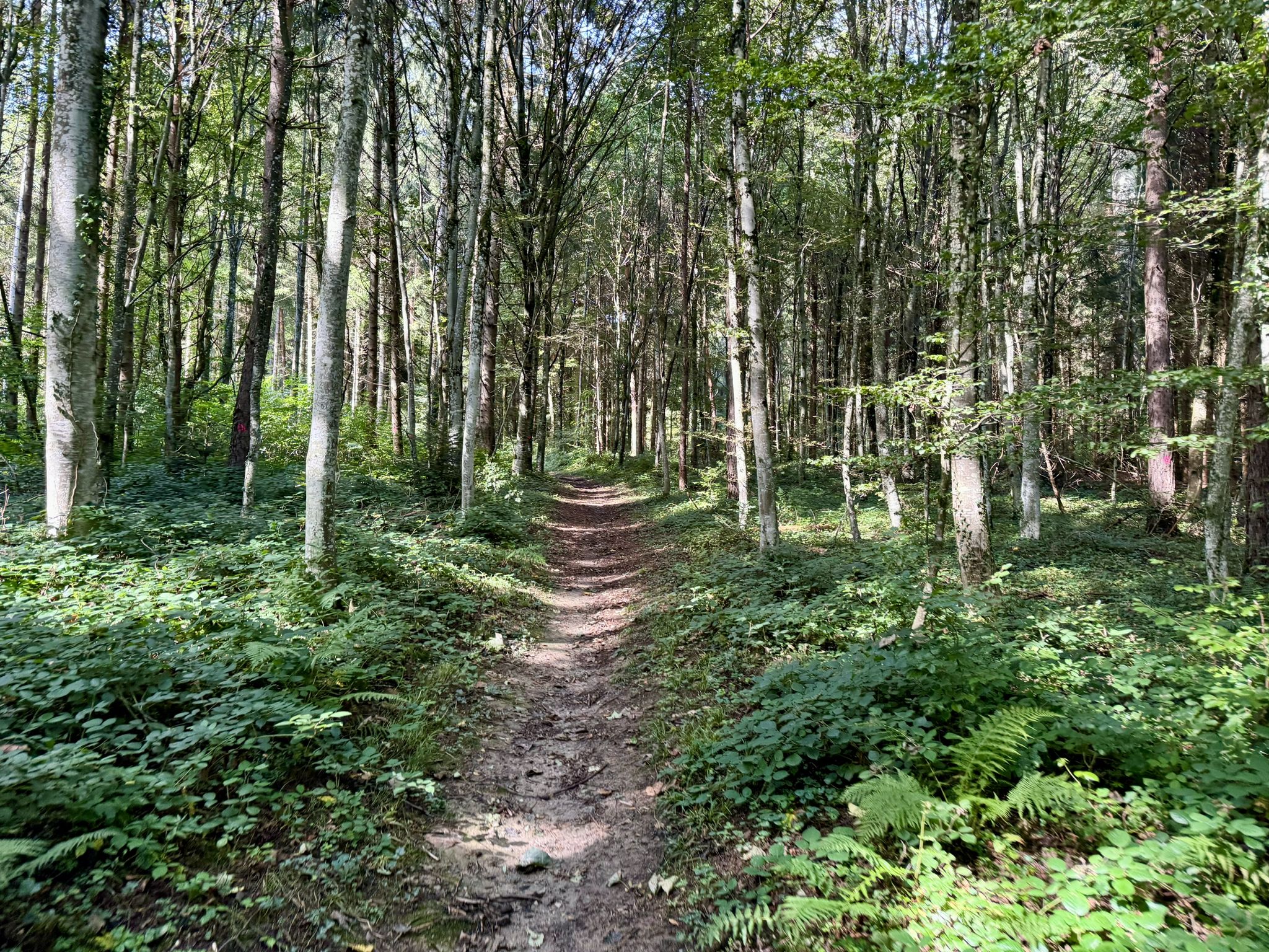 und wieder ab in den Wald...