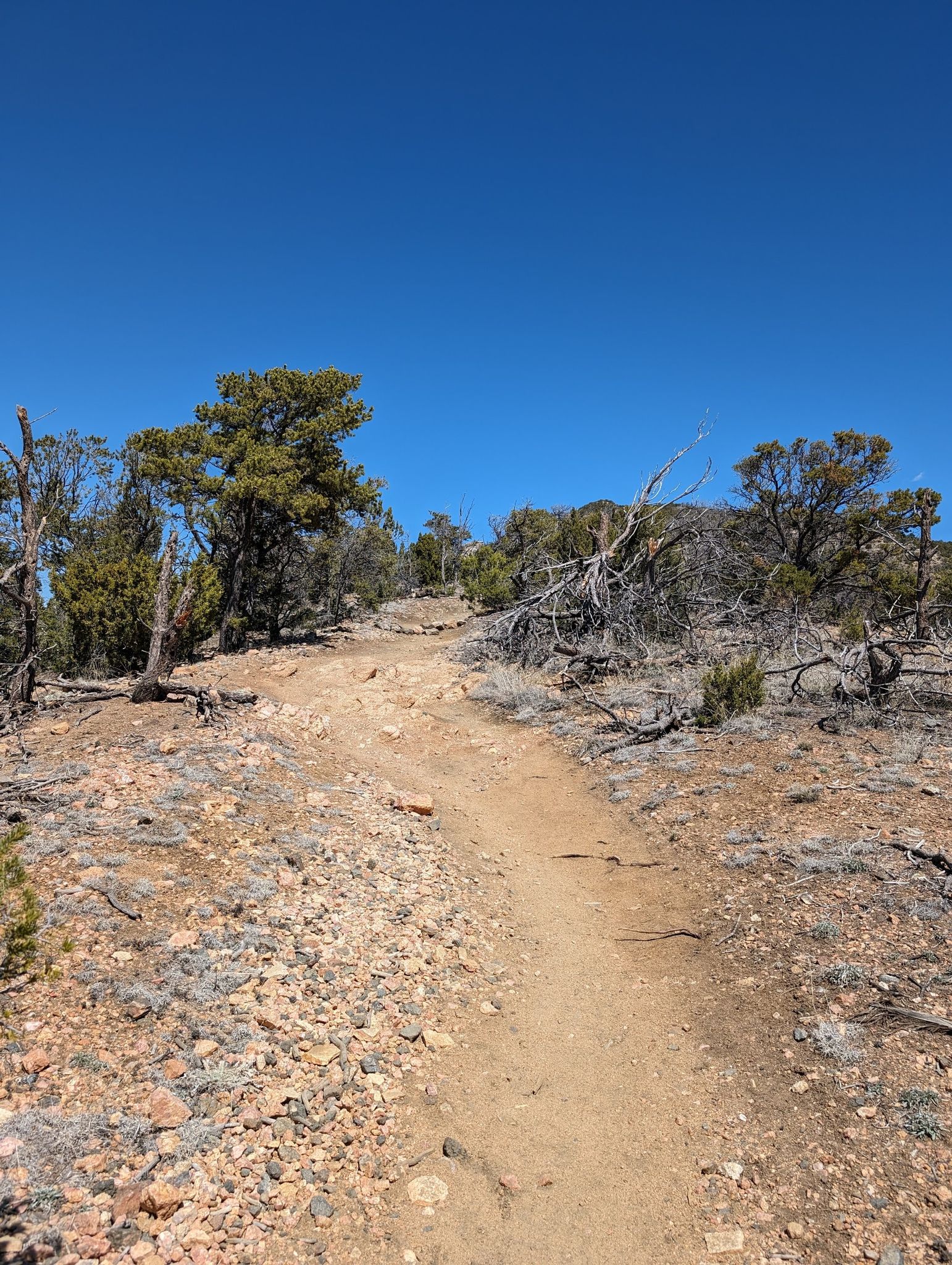Sunny dirt trail winding uphill through sparse trees and dry brush. - Atalaya Mountain