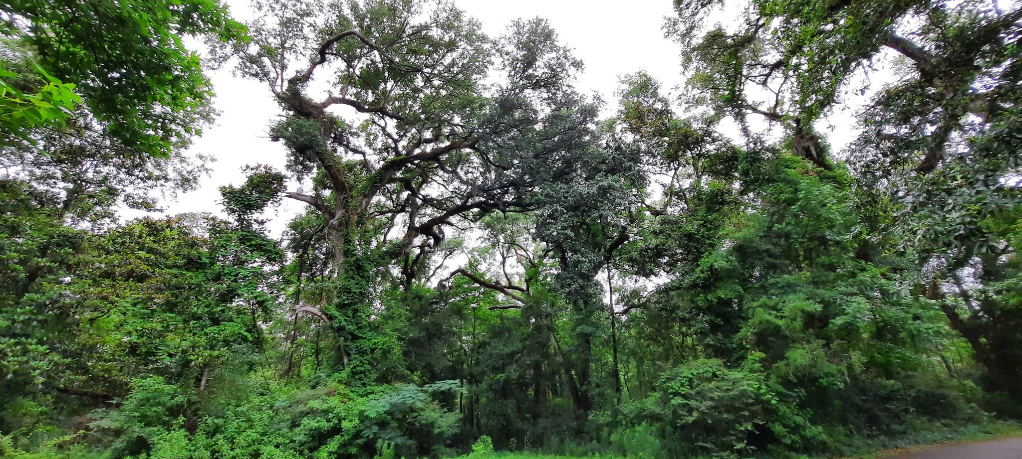 Dense forest with large, gnarled trees and lush green foliage. - Tammany Trace