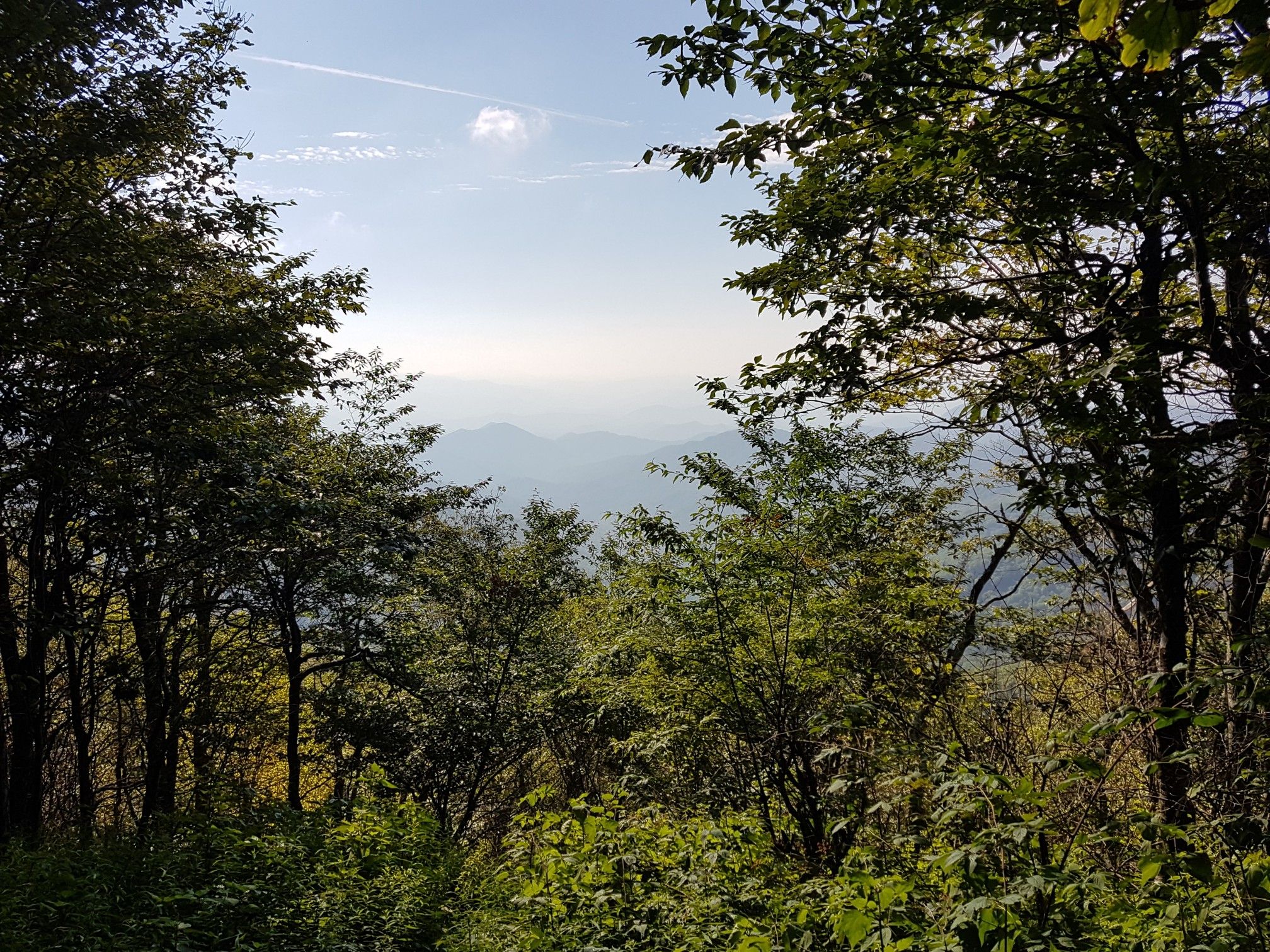 Distant hazy mountains visible through a frame of green tree branches. - The Hangover via Wolf Laurel Road