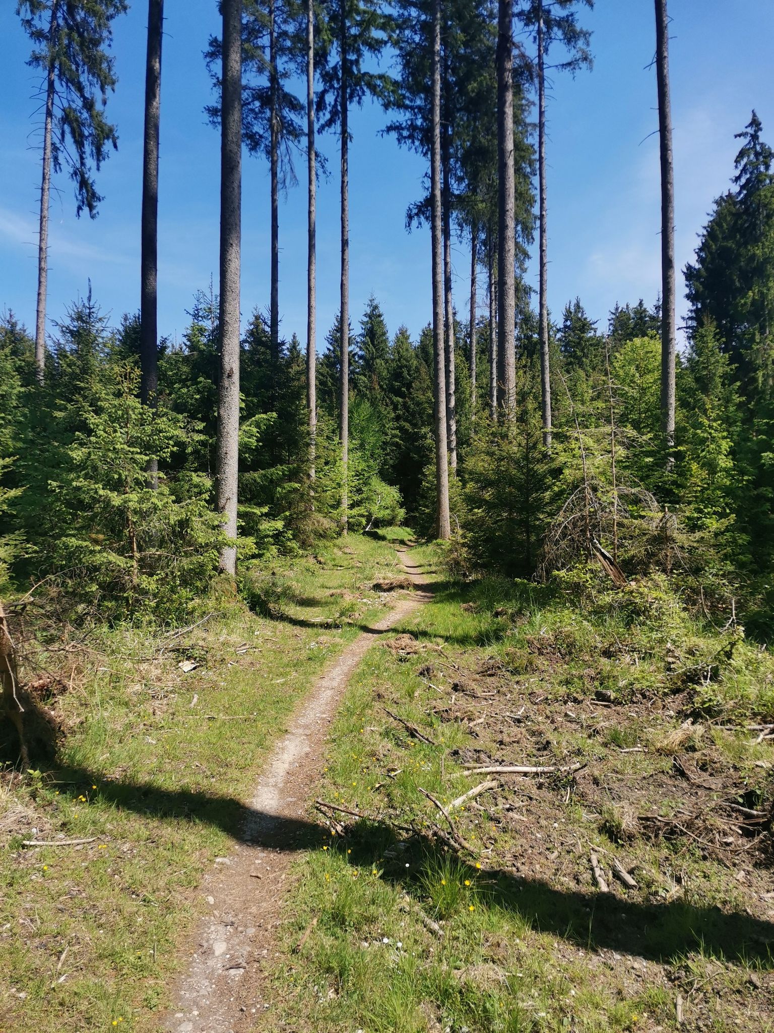 Hubertus Trail im Ebersberger Forst