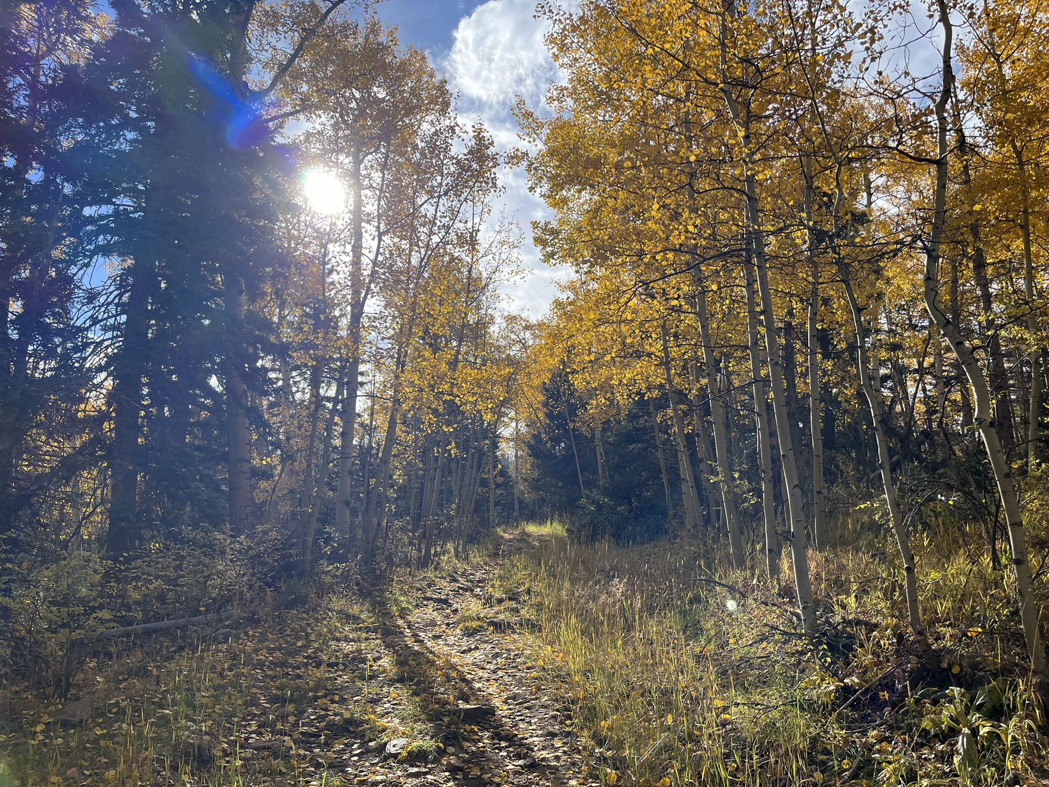 Sun shines through yellow aspen trees lining a dirt path in a forest. - South Boundary Trail (Start) loop from Enchanted Moon Campground