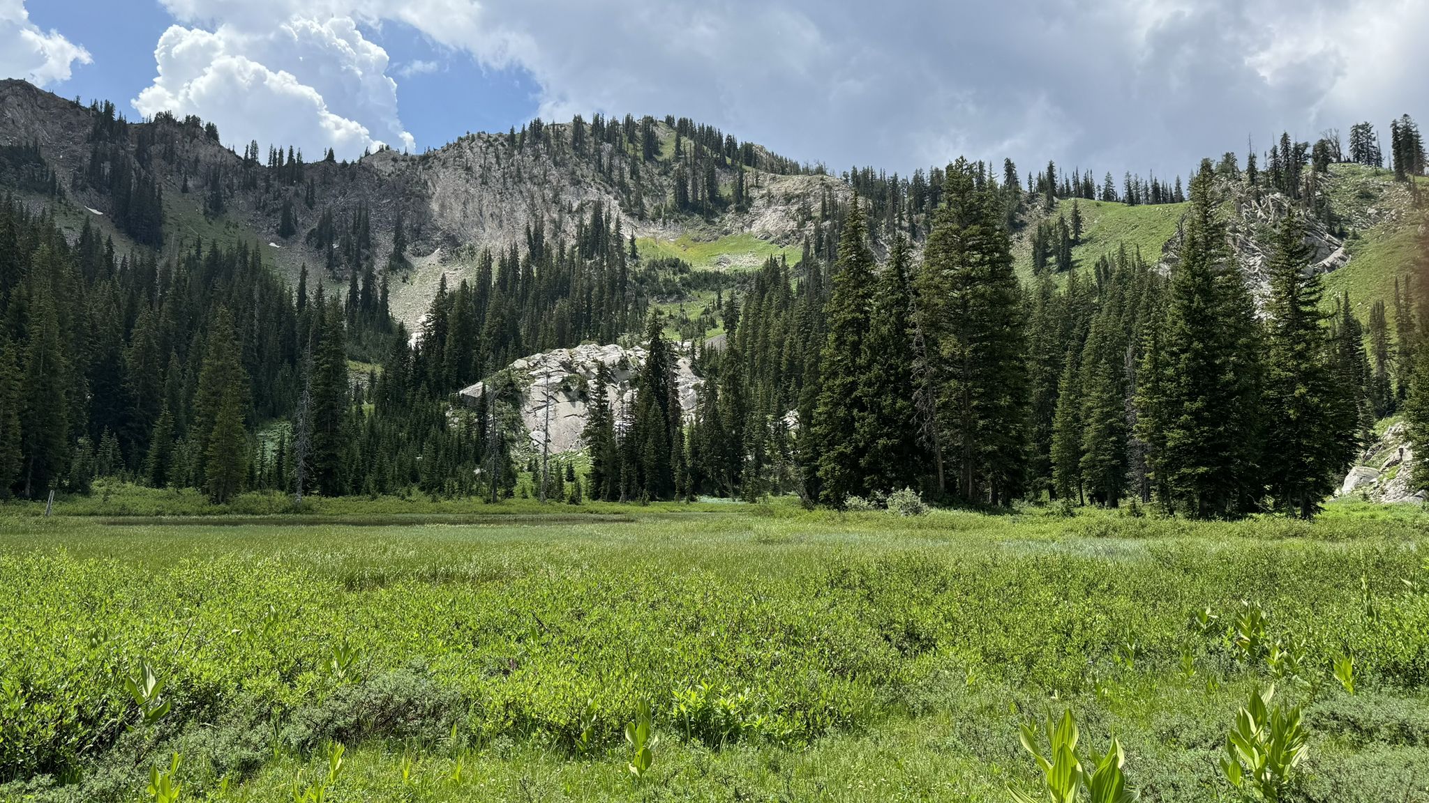 Lush green meadow, dark pine forest, and rocky mountains under a cloudy sky. - Dog Lake loop from Brighton Resort