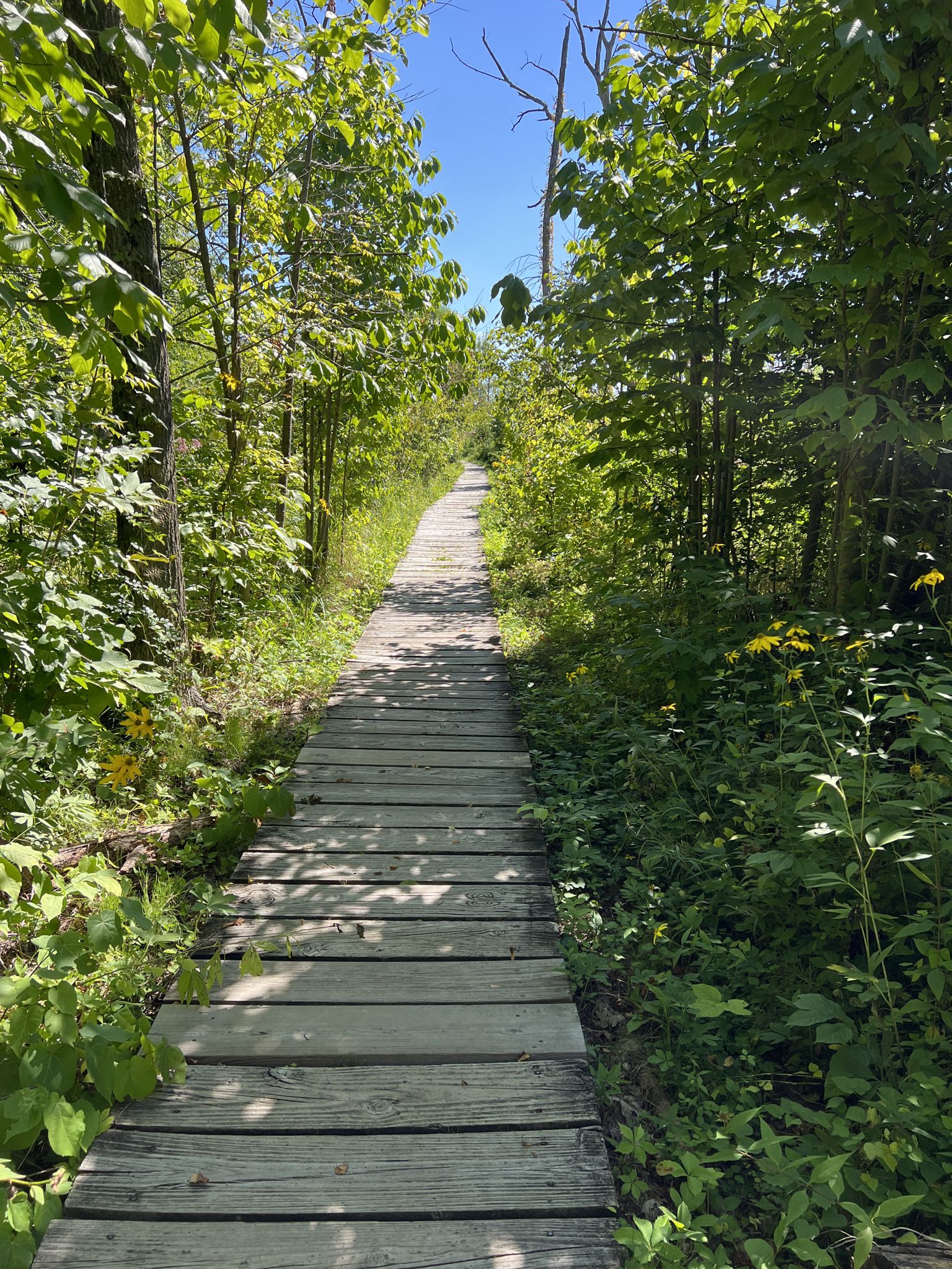 A wooden boardwalk through a lush green forest on a sunny day. - The Pinery – Paradise Valley loop from Indiana Dunes State Park