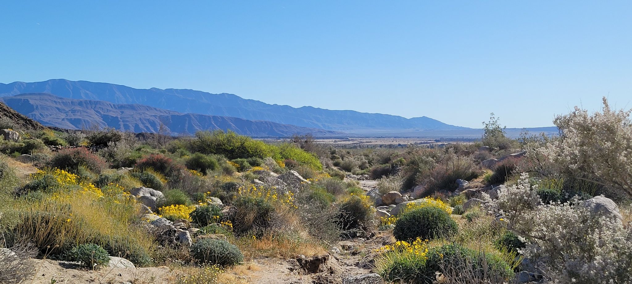 Desert landscape with mountains, scrub, and yellow flowers under a clear sky. - Borrego Palm Canyon Trail