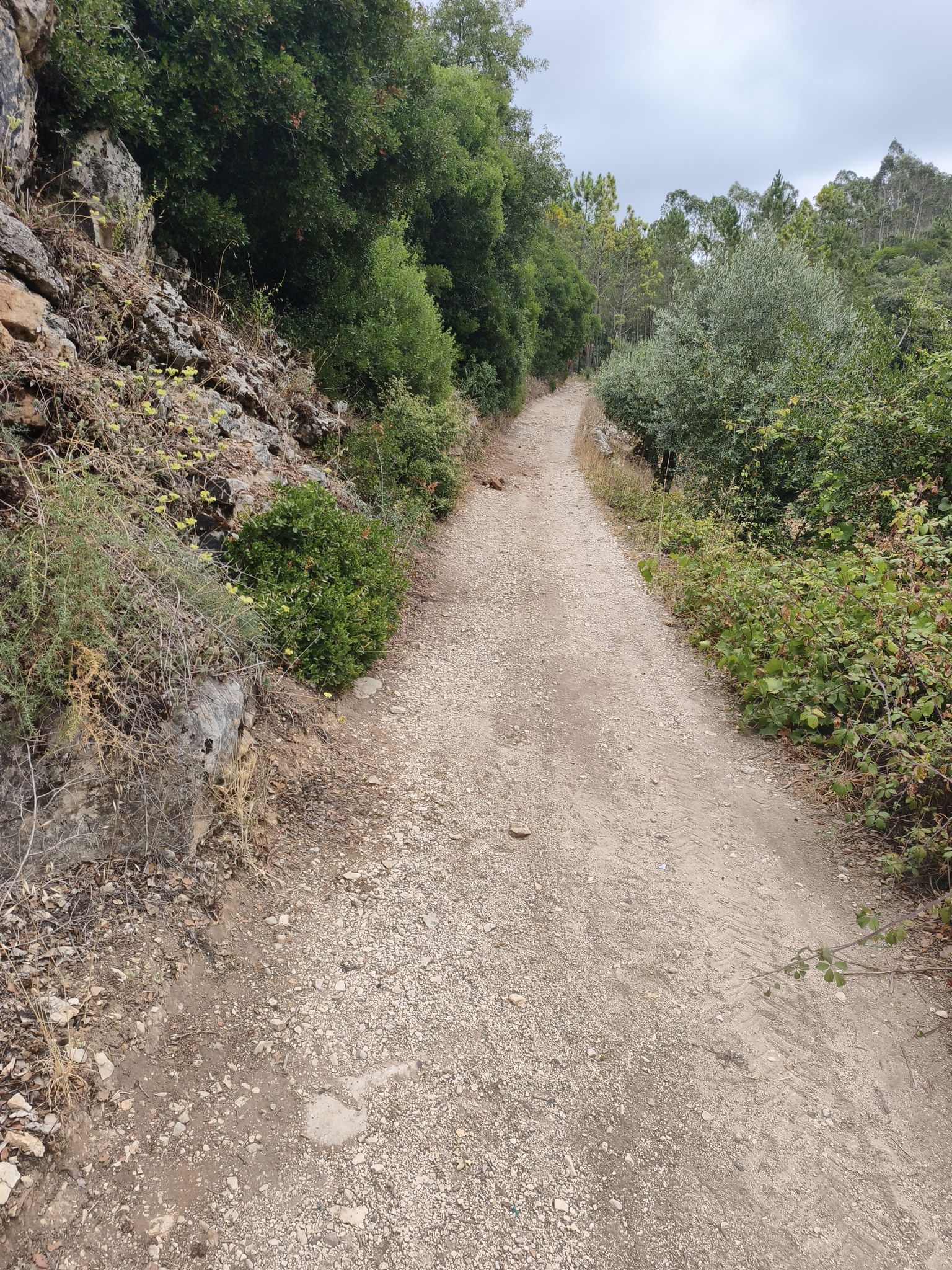 olivos 