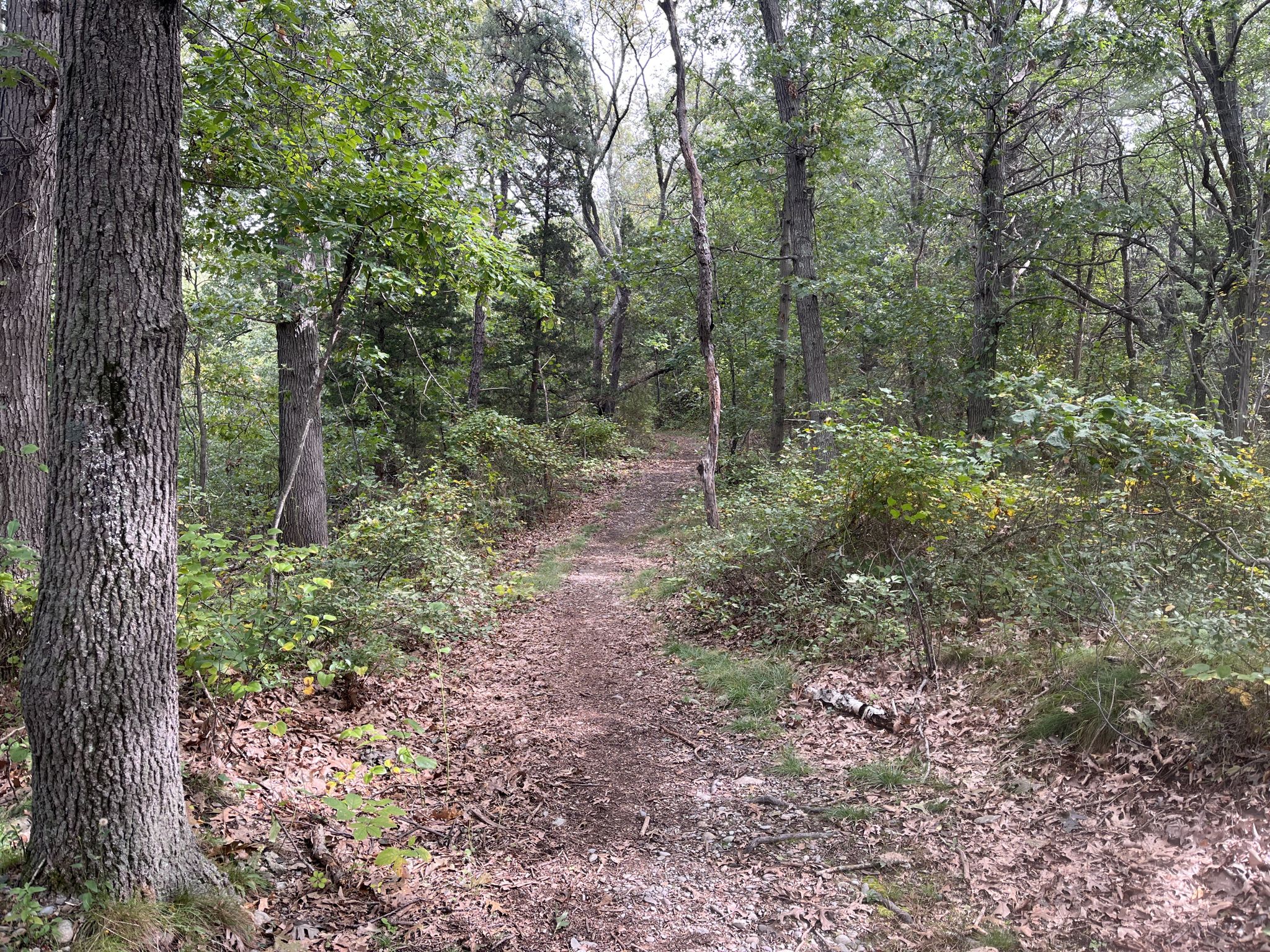 A narrow dirt path winds through a lush green forest. - Bare Cove Loop (Short) – Bare Cove Park