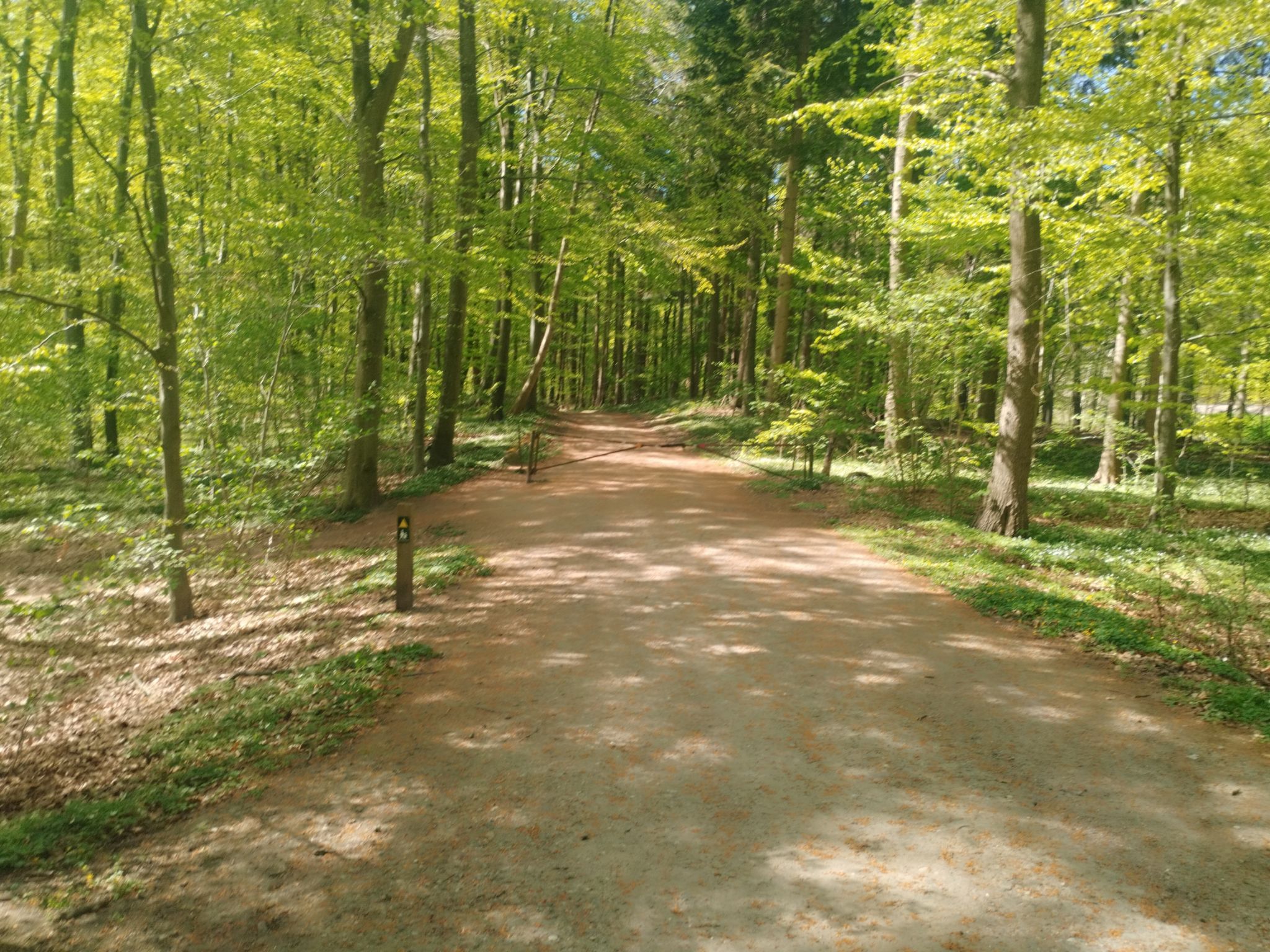 Waldweg 