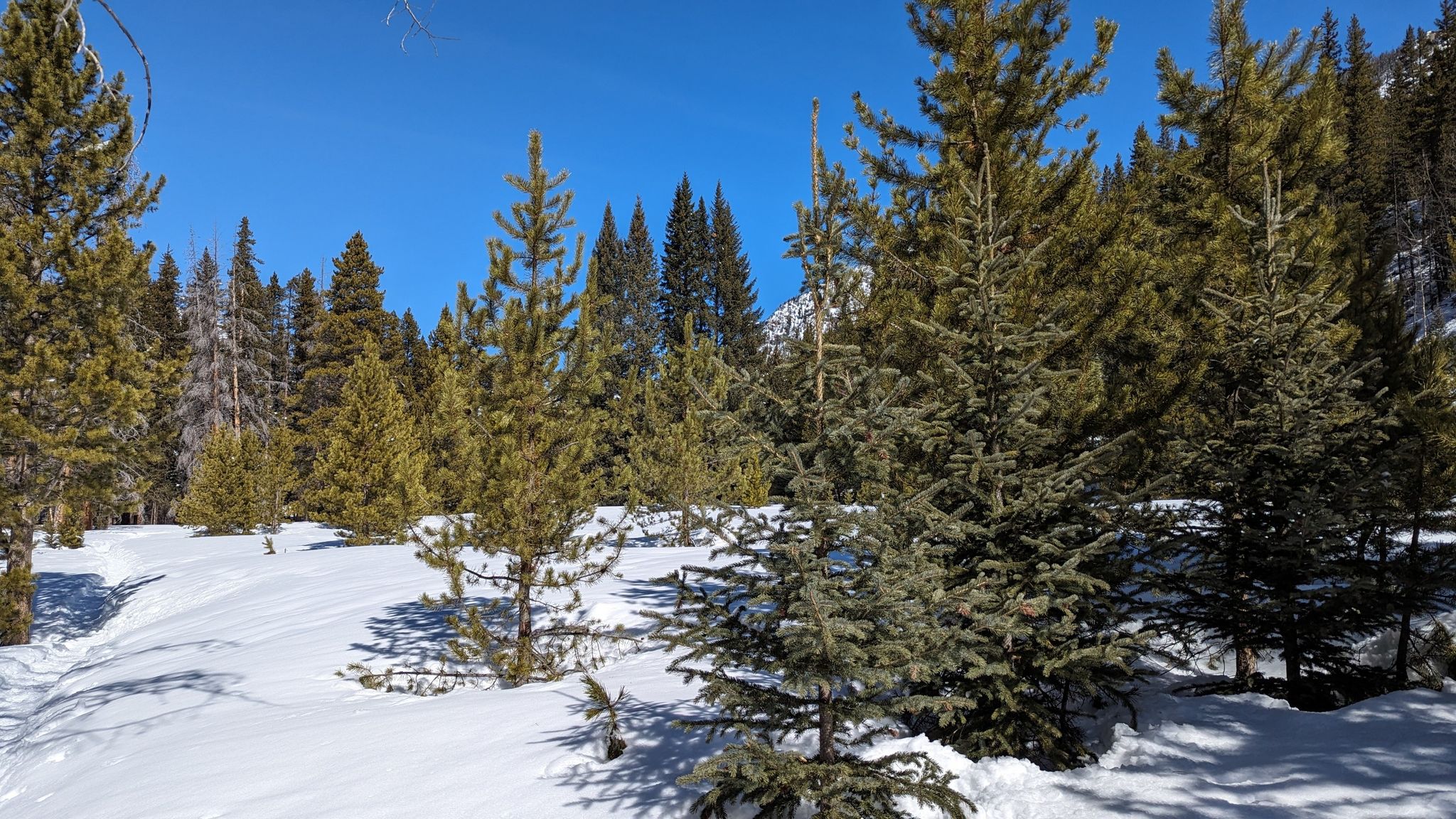 Bright sunny day in a snow-covered forest with many pine trees. - Lake of the Clouds Trail