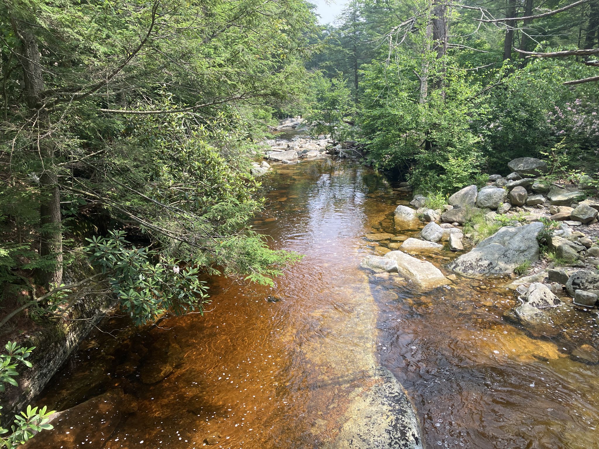 A calm, clear stream flows through a sunlit, rocky forest. - Wooden Bridge Over Peters Kill loop from Horse Trailer Lot/Awosting Parking Overflow