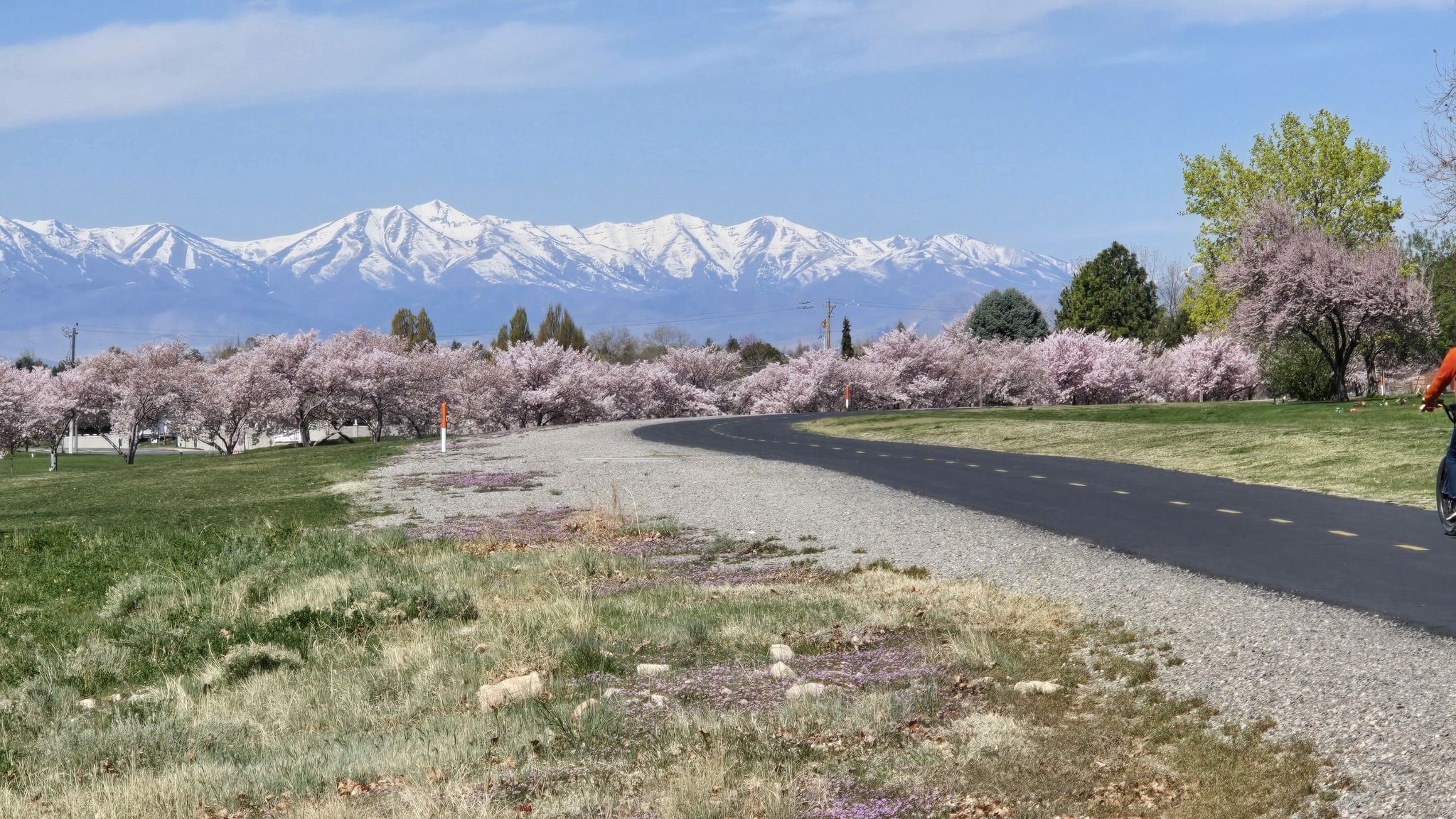 A person cycles on a path lined with pink blossoms, snow-capped mountains beyond. - Murdock Canal Trail – Murdock Canal Trail loop from Lindon