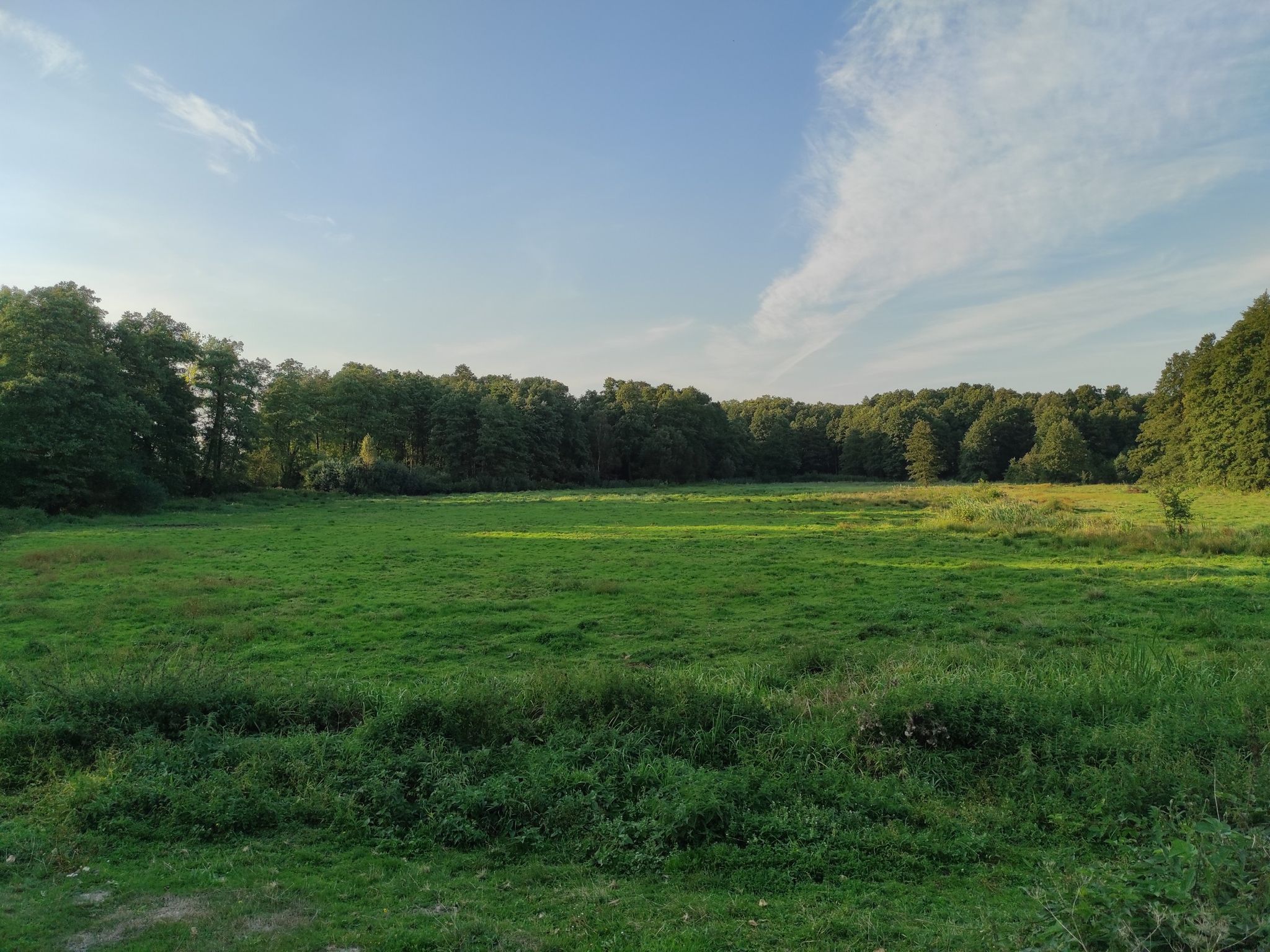 green field