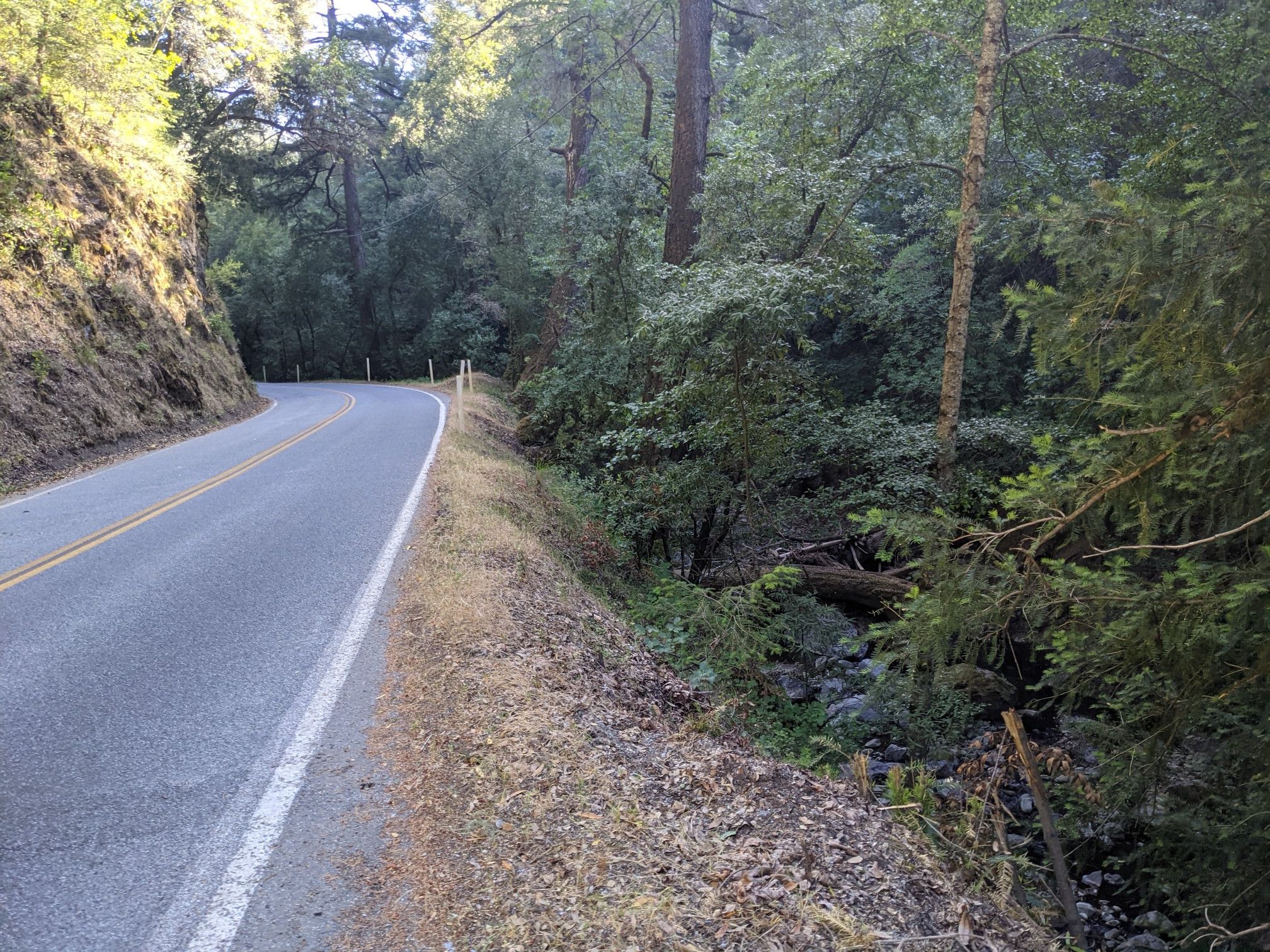 Paved road curves left through a dense, sunlit forest with a steep bank. - Canyon Trail