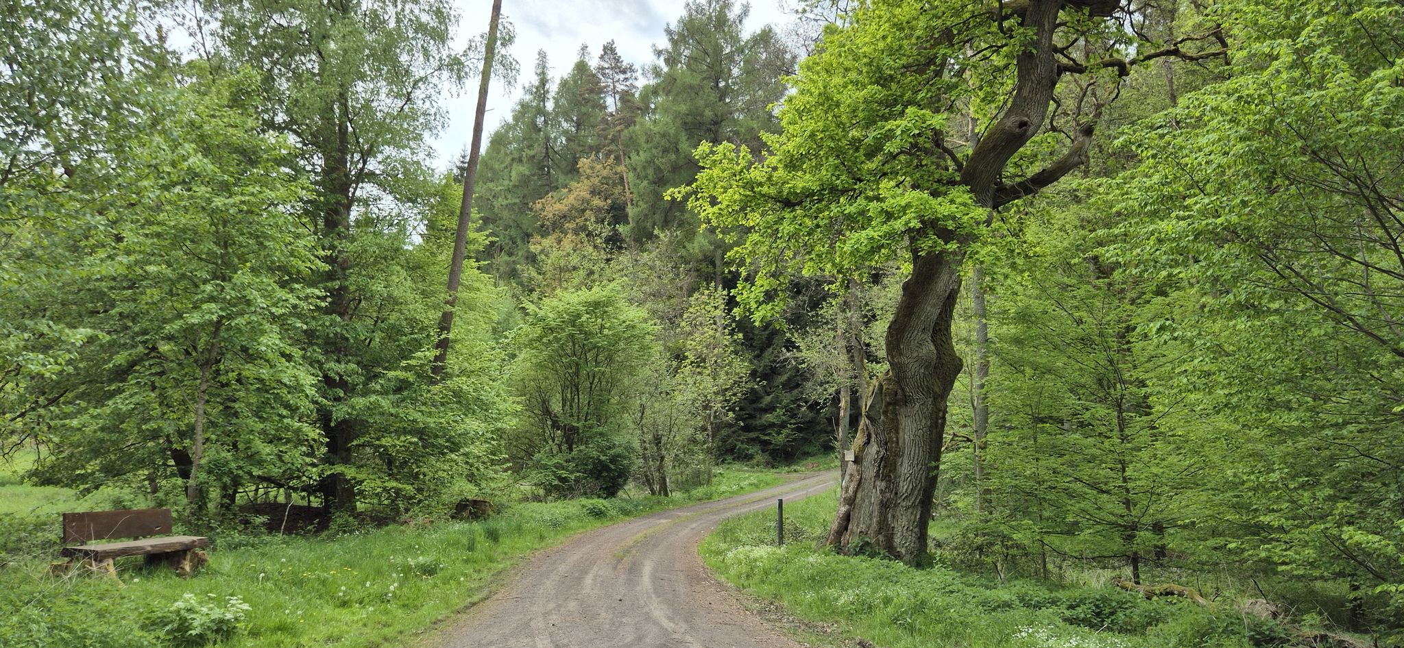 Die Himmelbornseiche ist eine etwa 500 Jahre alte, monumentale Eiche nahe Kirtorf im Vogelsbergkreis, Hessen.