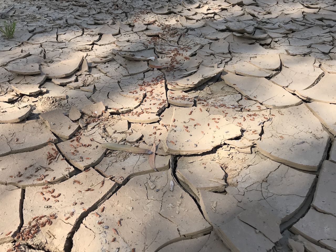 Close-up of dry, cracked earth with small red debris under bright sun. - Central Park Gardens – Central Park Community Garden loop from Saugus