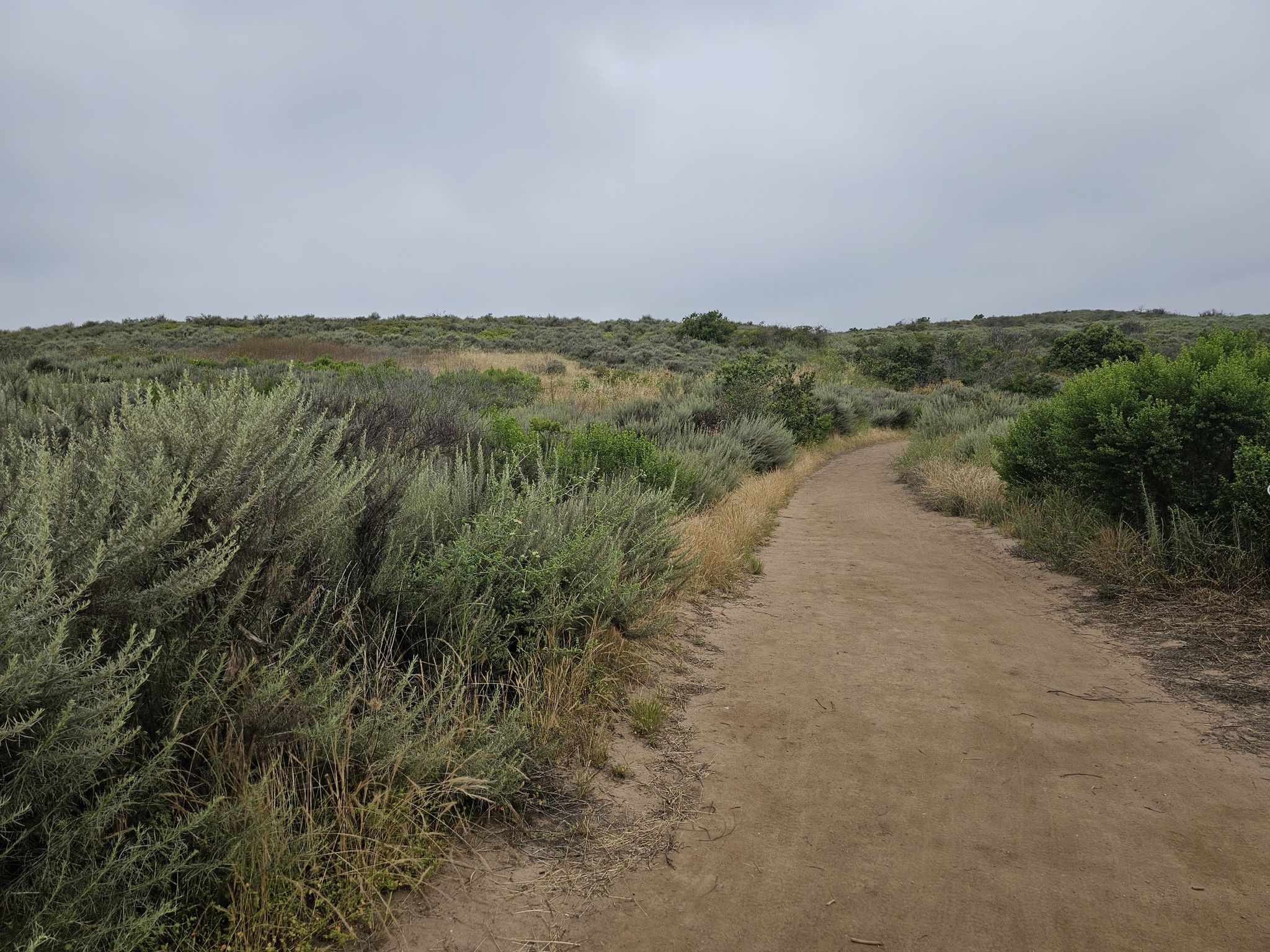 Dirt path winding through dense green and gray brush under cloudy sky. - Bommer Ridge, Lizard, and Laurel Canyon Loop
