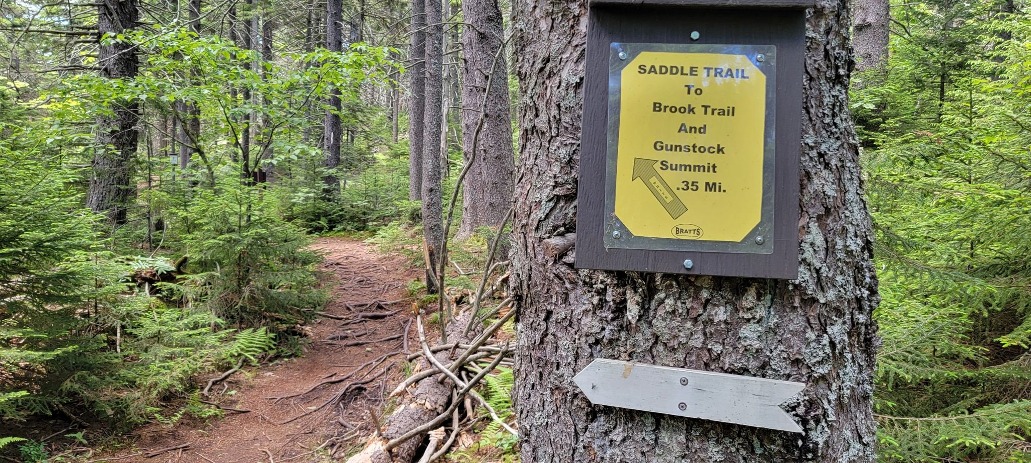 Yellow trail sign on a tree next to a dirt path in a dense forest. - Belknap Mountain Trail