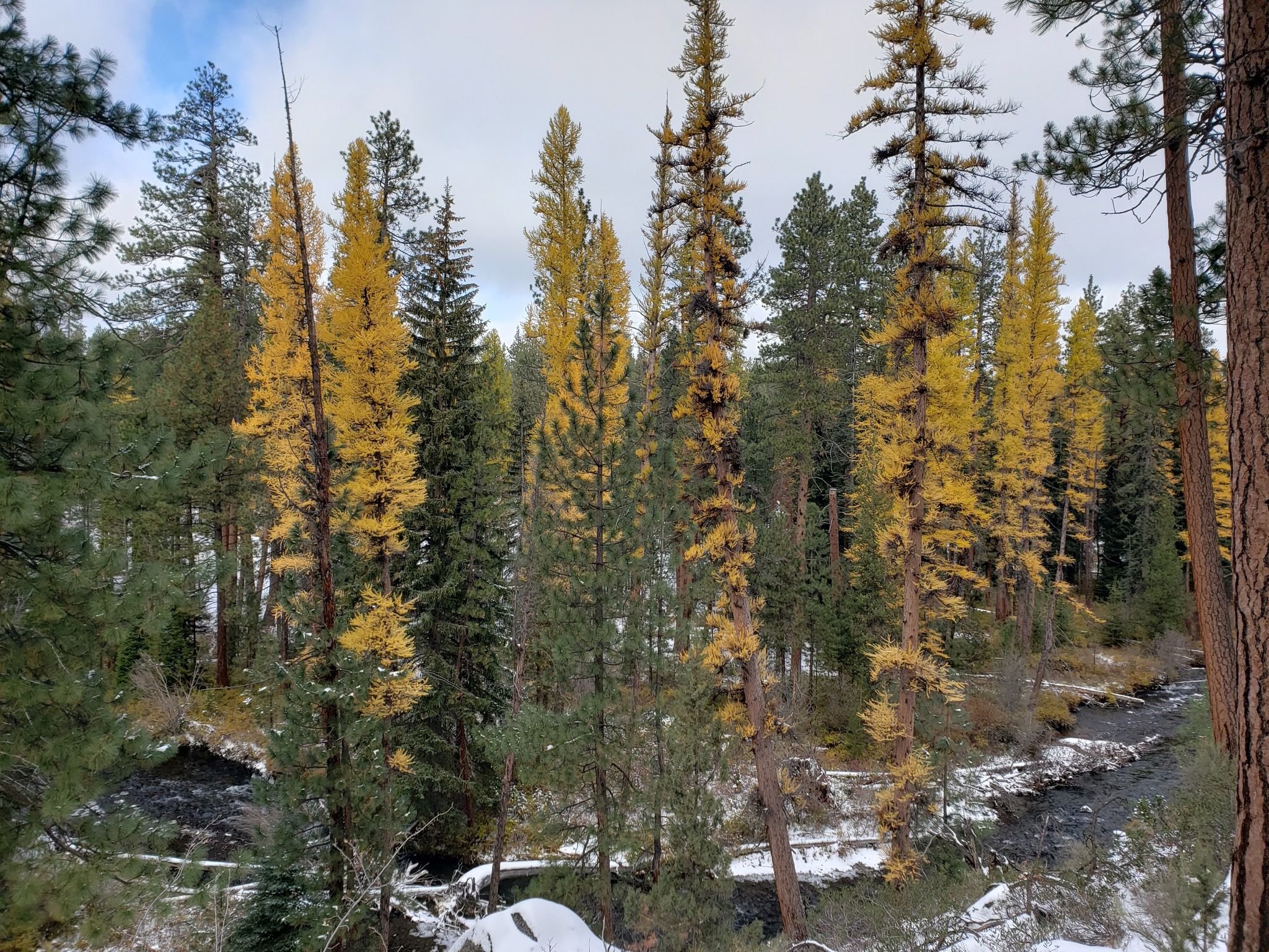 A winter forest scene with yellow and green trees beside a flowing river. - Shevlin Park Loop