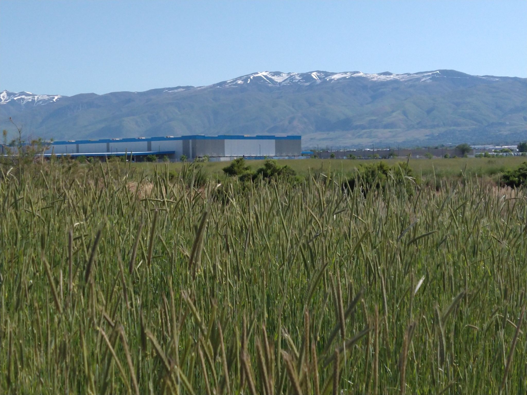 Tall green grass in foreground, industrial building, and snow-capped mountains under clear sky. - Wasatch Viewpoint on Bike Path – Legacy Nature Preserve loop from 900 South