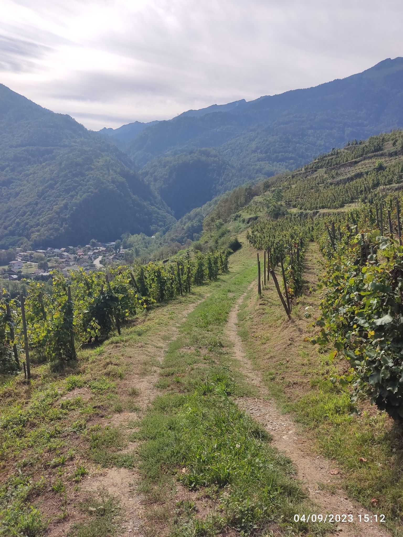 dans les vignes