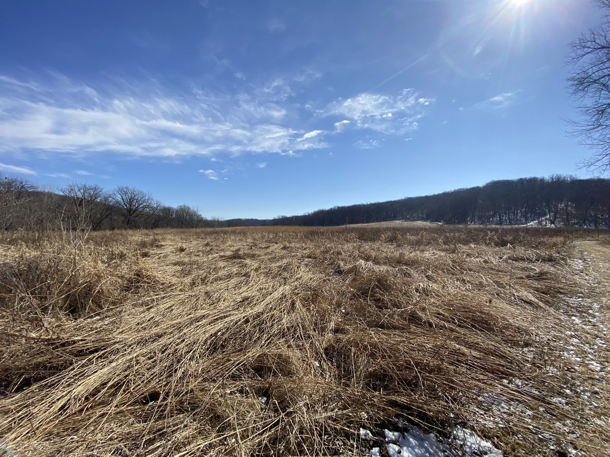 A vast field of golden dry grass under a bright, sunny blue sky. - Kuehn Conservation Prairie Trail
