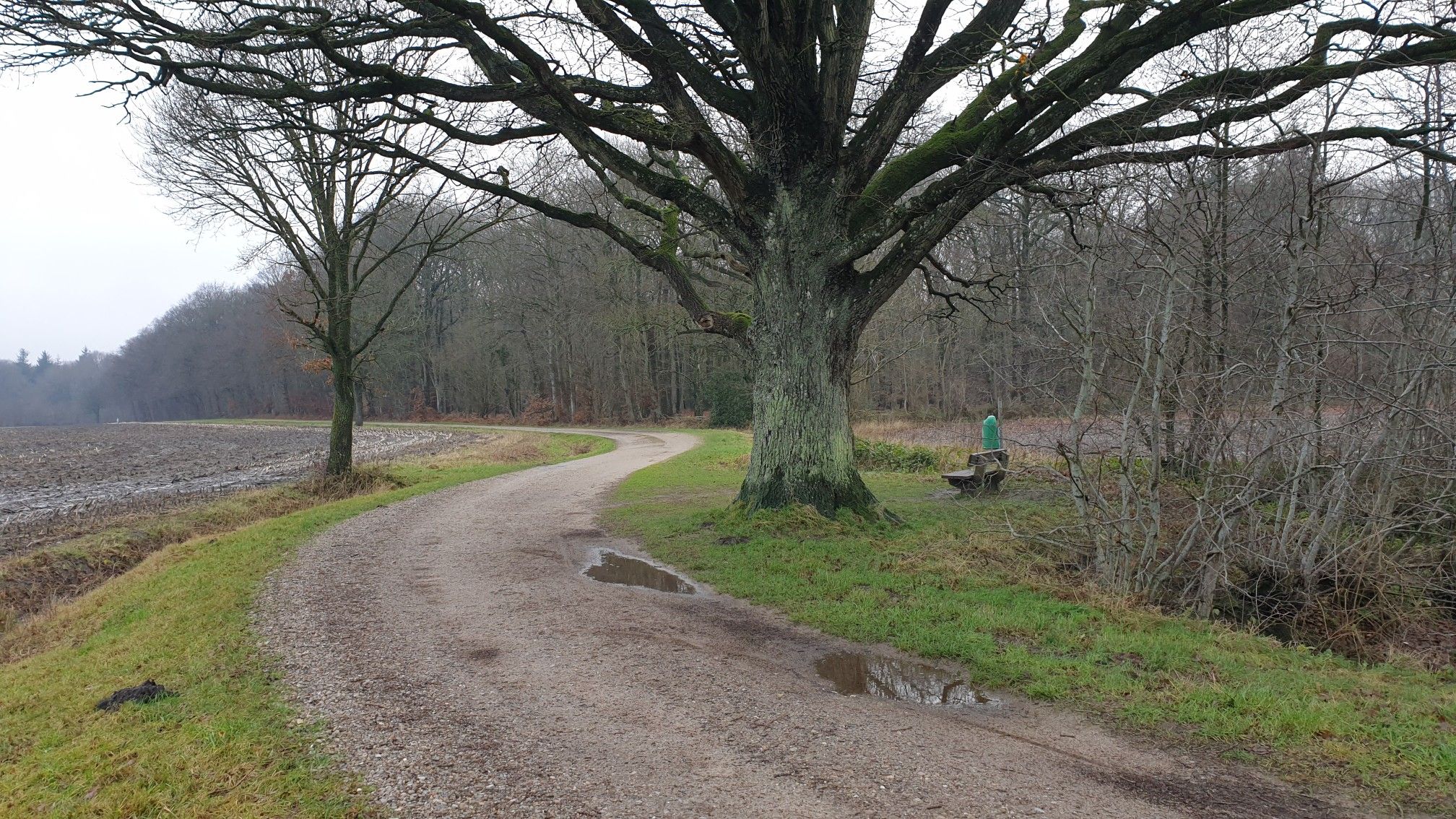 kapitale Eiche