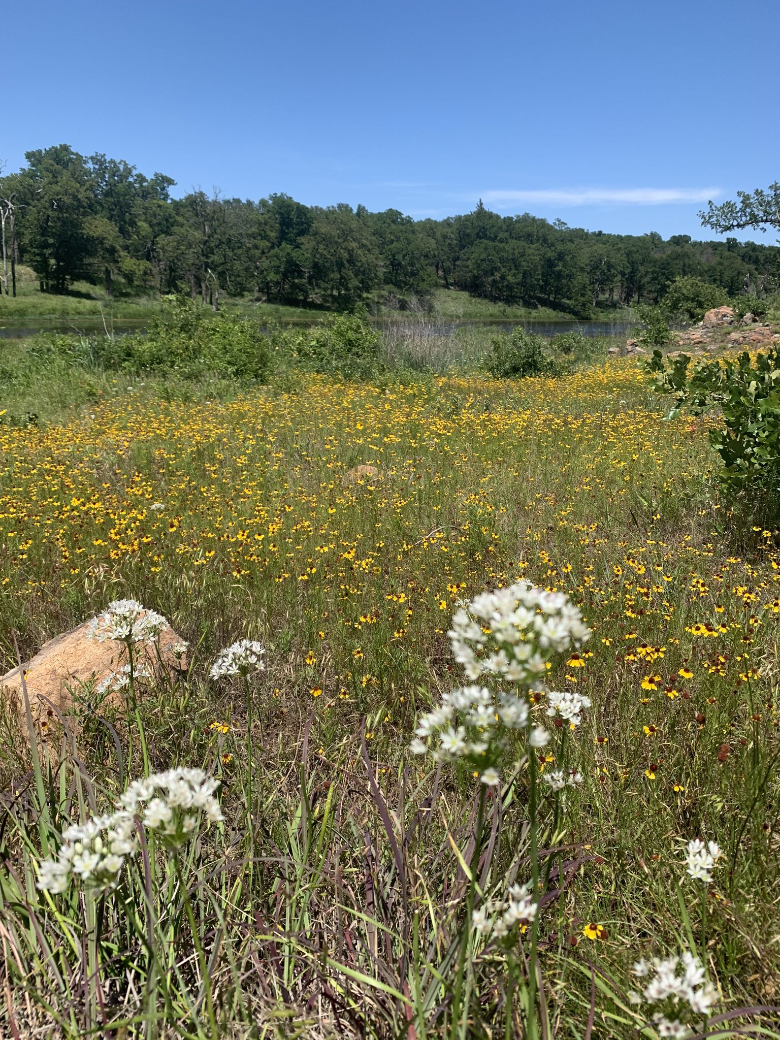 White and yellow wildflowers in a field with a lake and green trees. - Longhorn and Elk Trail Loop