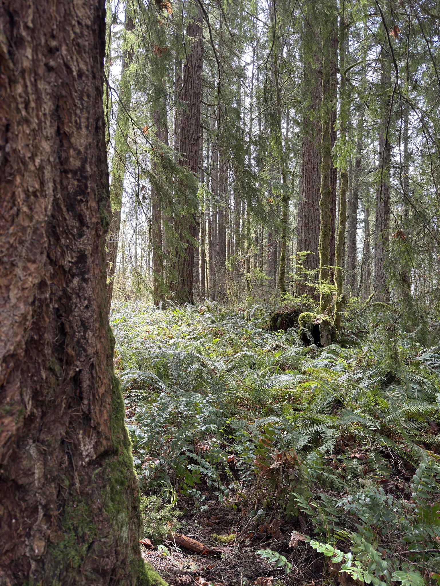 Dense forest floor covered in ferns and moss, with tall trees and dappled sunlight. - Seaquest Trail #2