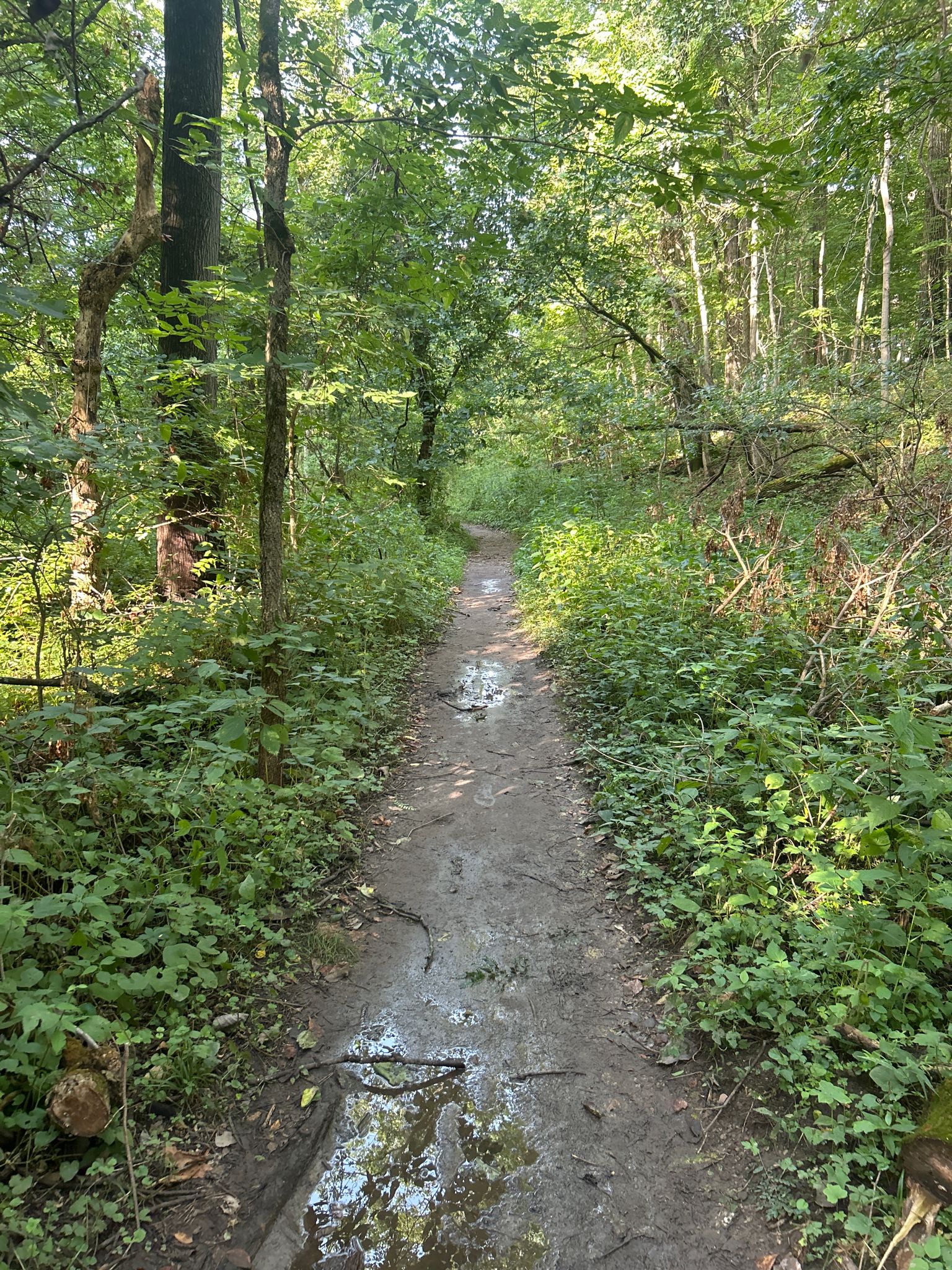 A muddy dirt path winds through a dense, sunlit green forest. - Lawrence Creek Nature Preserve loop from Fort Harrison State Park