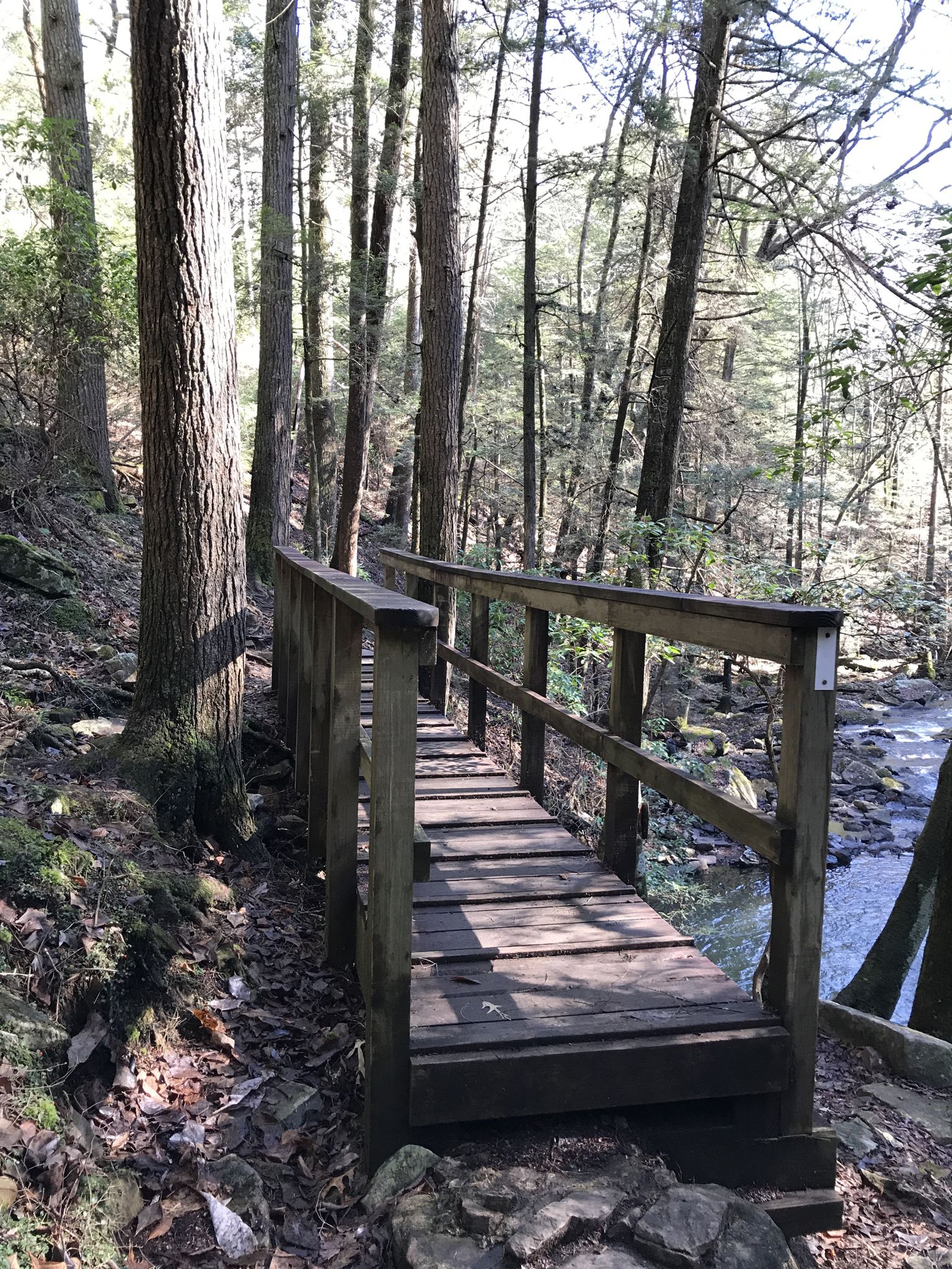A wooden footbridge crosses a stream in a sunlit, green forest. - Grundy Forest Day Loop