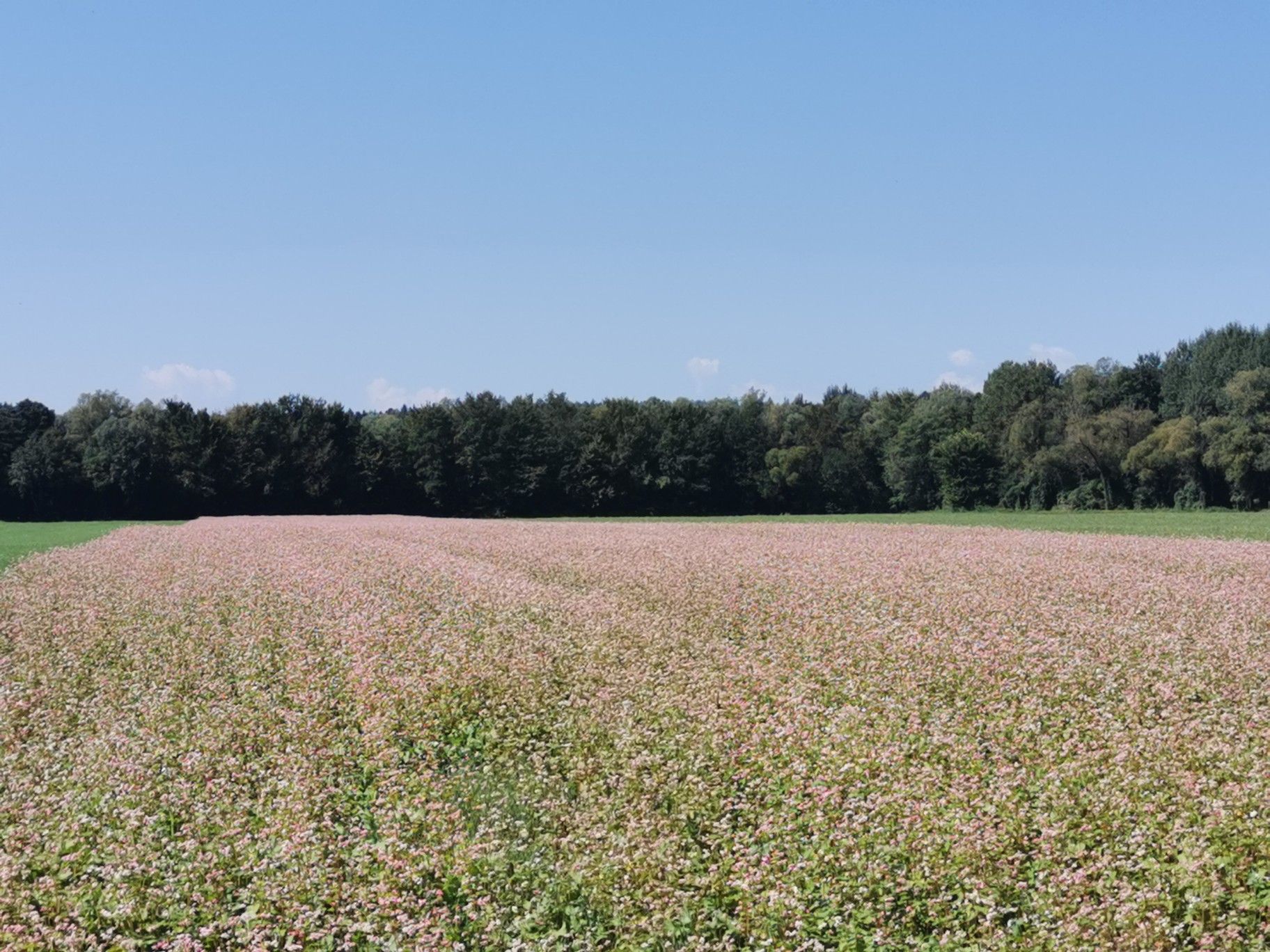 Blühendes Feld bei Wolfau