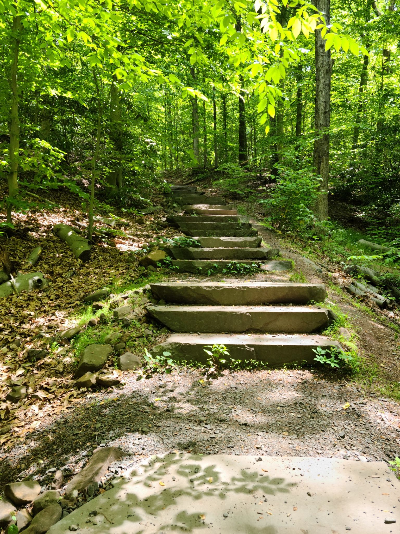 Stone steps ascending a sun-dappled, lush green forest path. - Hemlock Falls – Washington Rock loop from Millburn