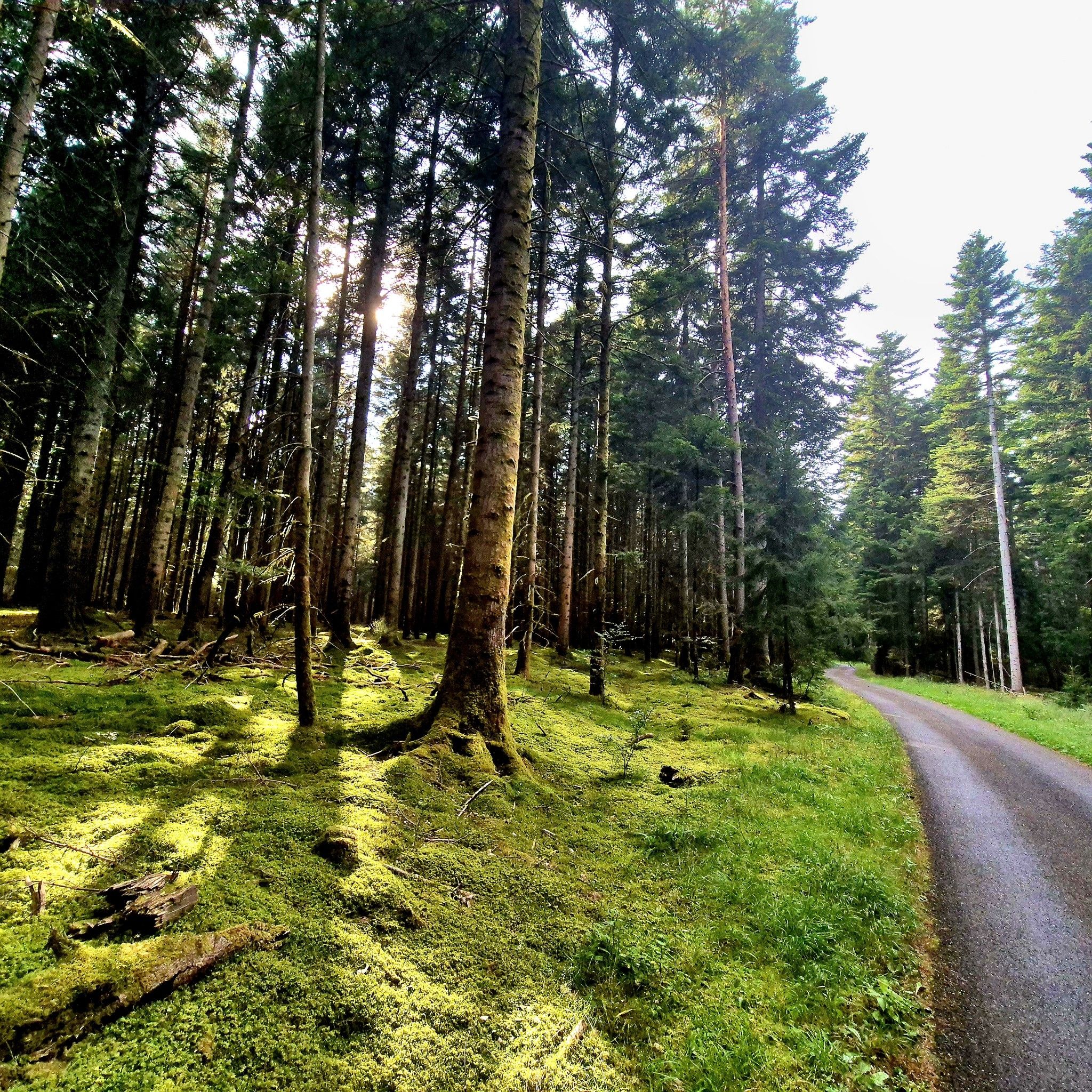 Höhenweg Schömberg -Simmersfeld