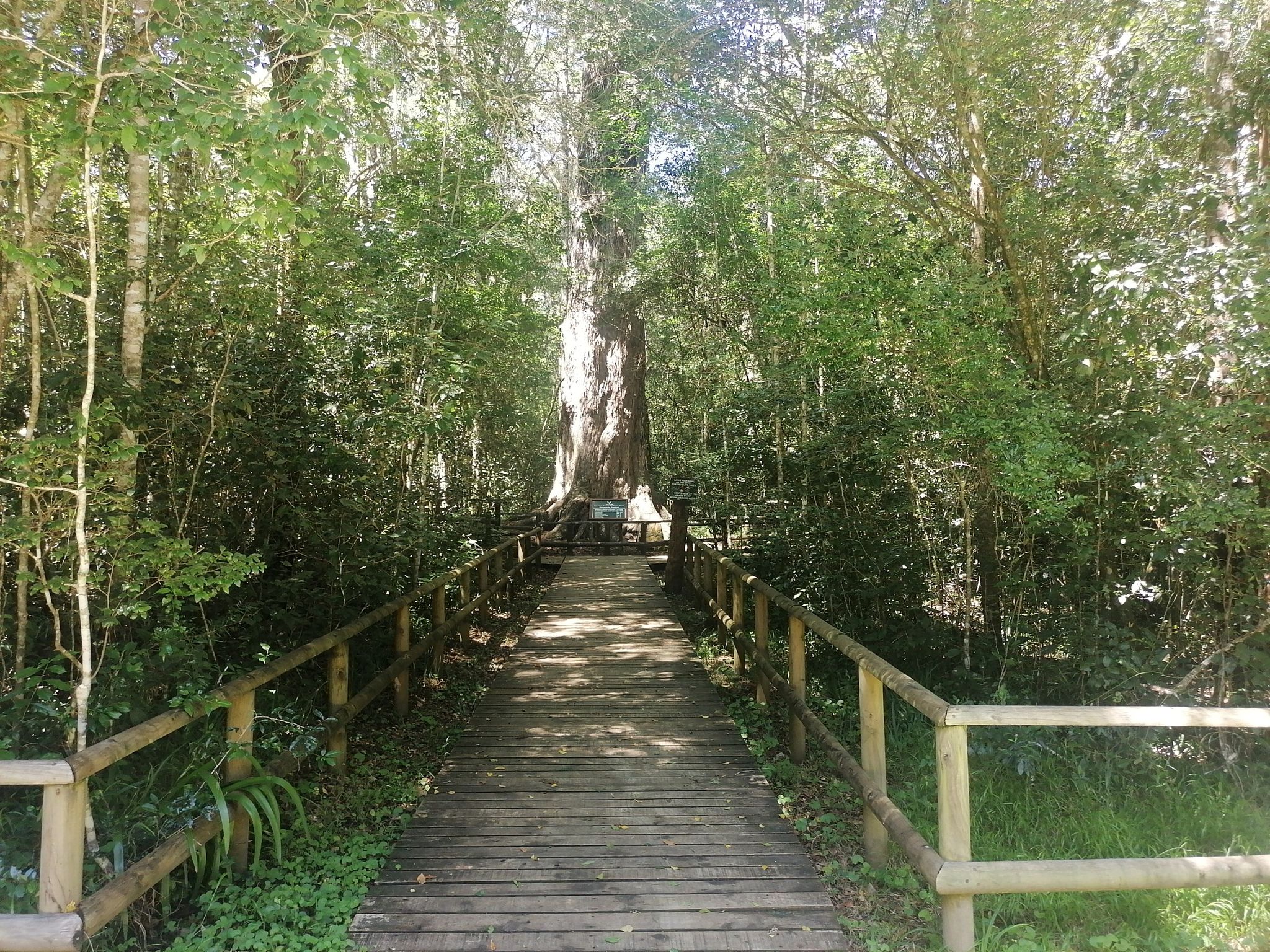 King Edward Tree (800 years old)