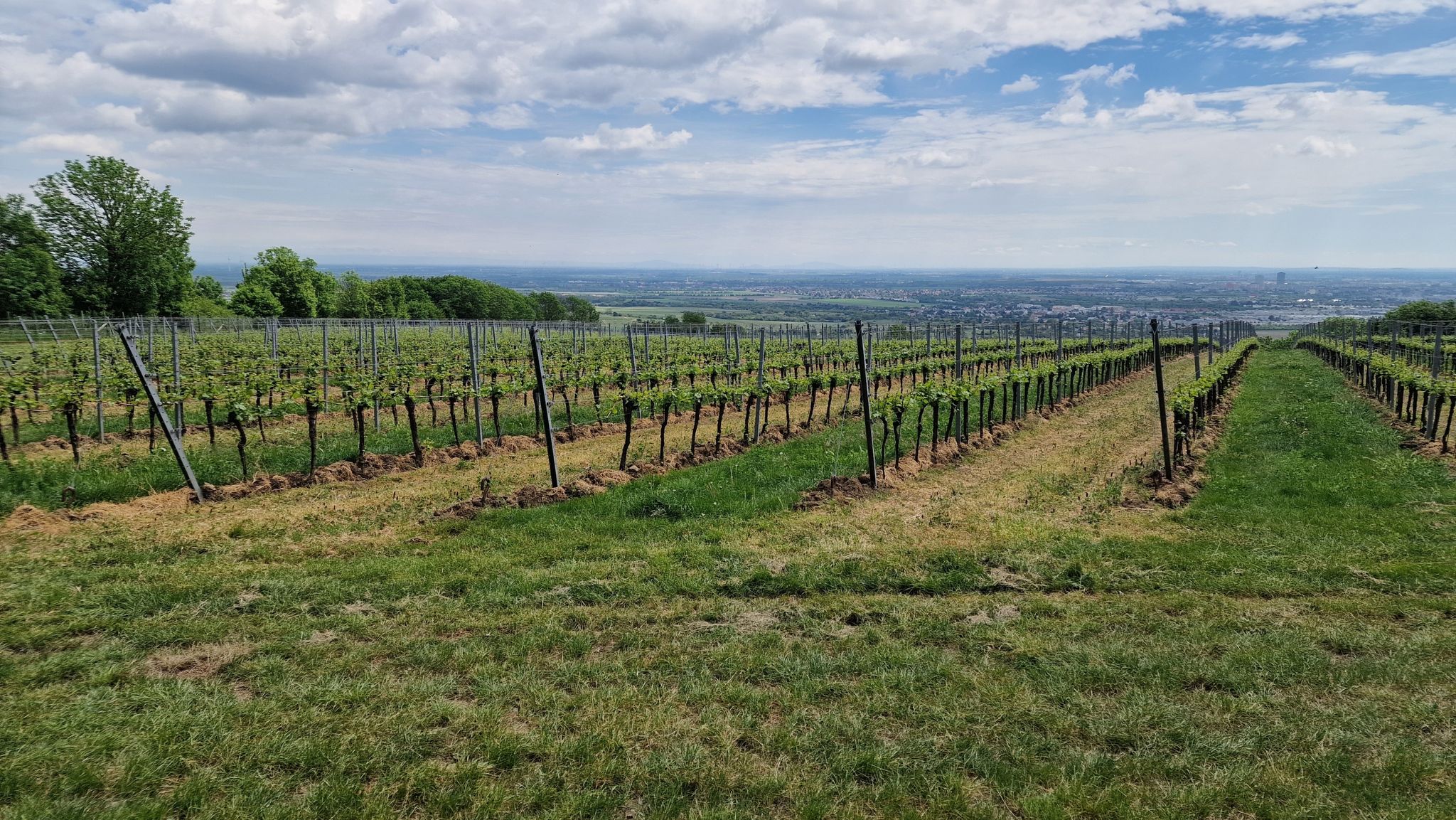 Blick auf Wien vom Bisamberg, beim Kallusweg
