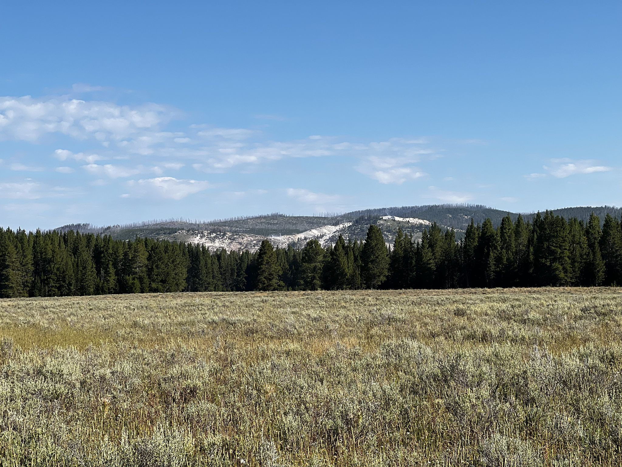 Expansive grassy field leading to a dense evergreen forest under a clear sky. - Pelican Valley Trail