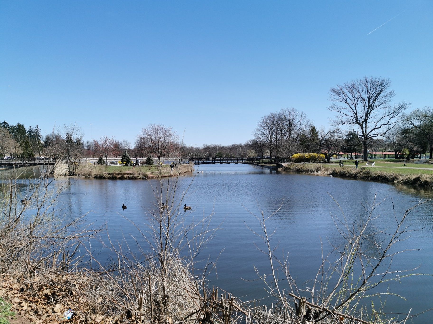 Sunny pond with ducks, bare trees, and a distant bridge under clear sky. - Roosevelt Park Loop