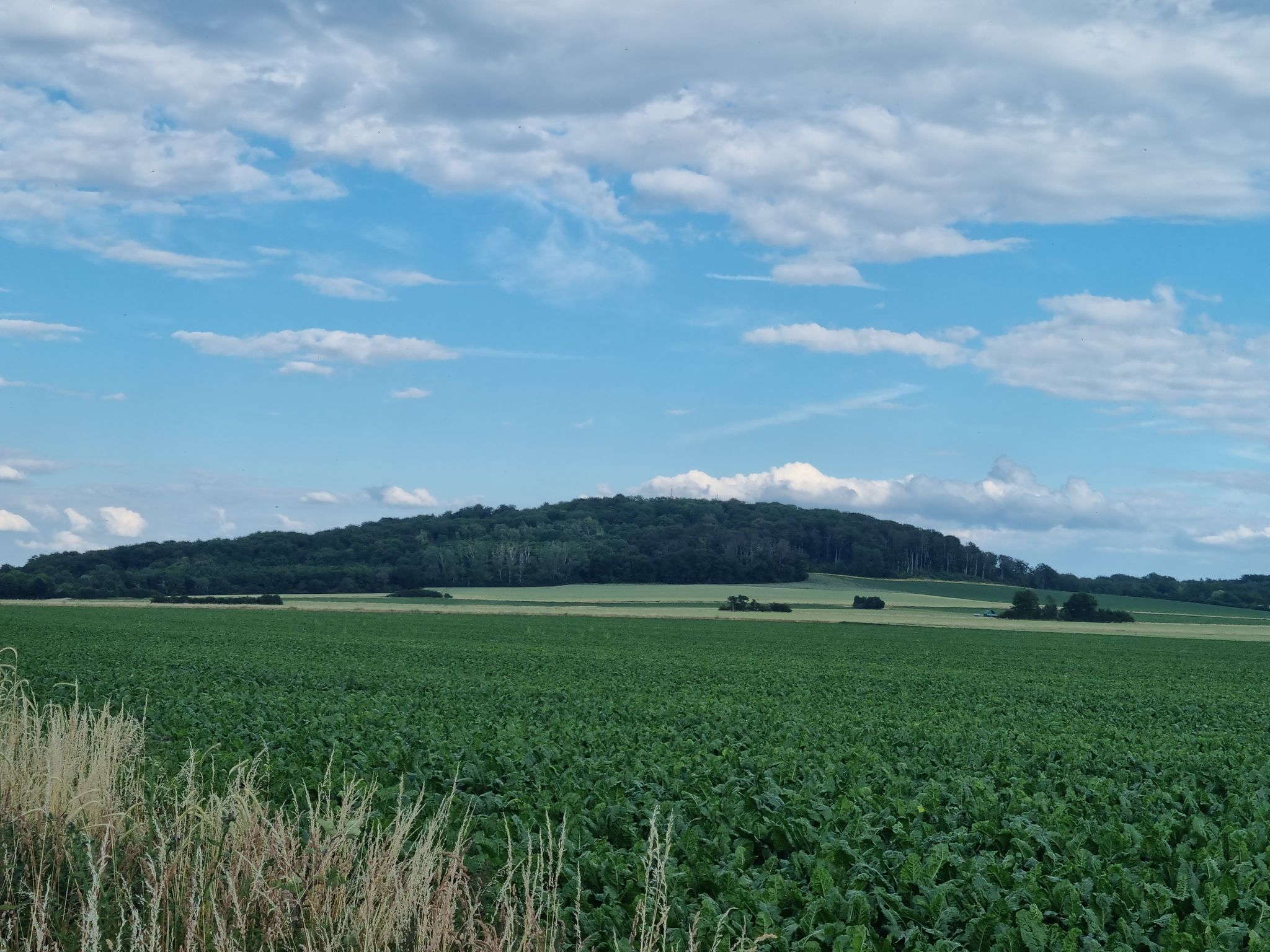 Gehrden Burgberg