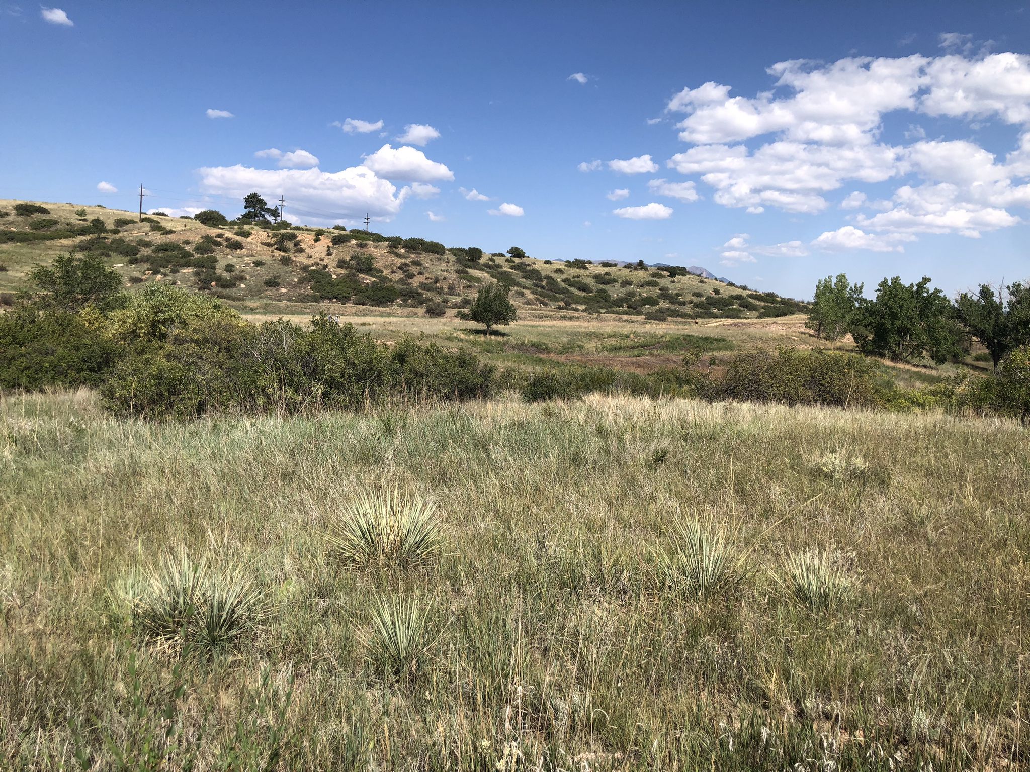 Sunny day over a dry grassy field with rolling hills and scattered bushes. - Bear Creek Dog Park – Lower Bear Creek Regional Park loop from Bear Creek Regional Park