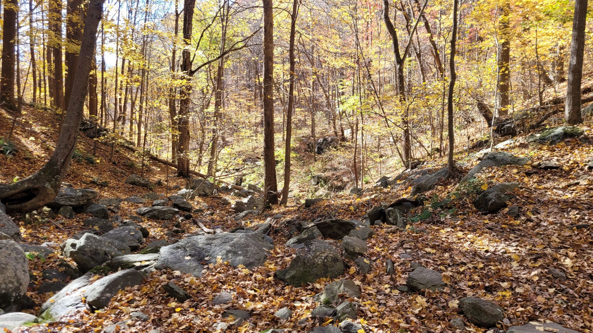 Sunlit autumn forest floor covered in rocks and fallen leaves, tall trees. - Harpers Creek Shelter – Joan's Rock loop from Three Ridges Wilderness
