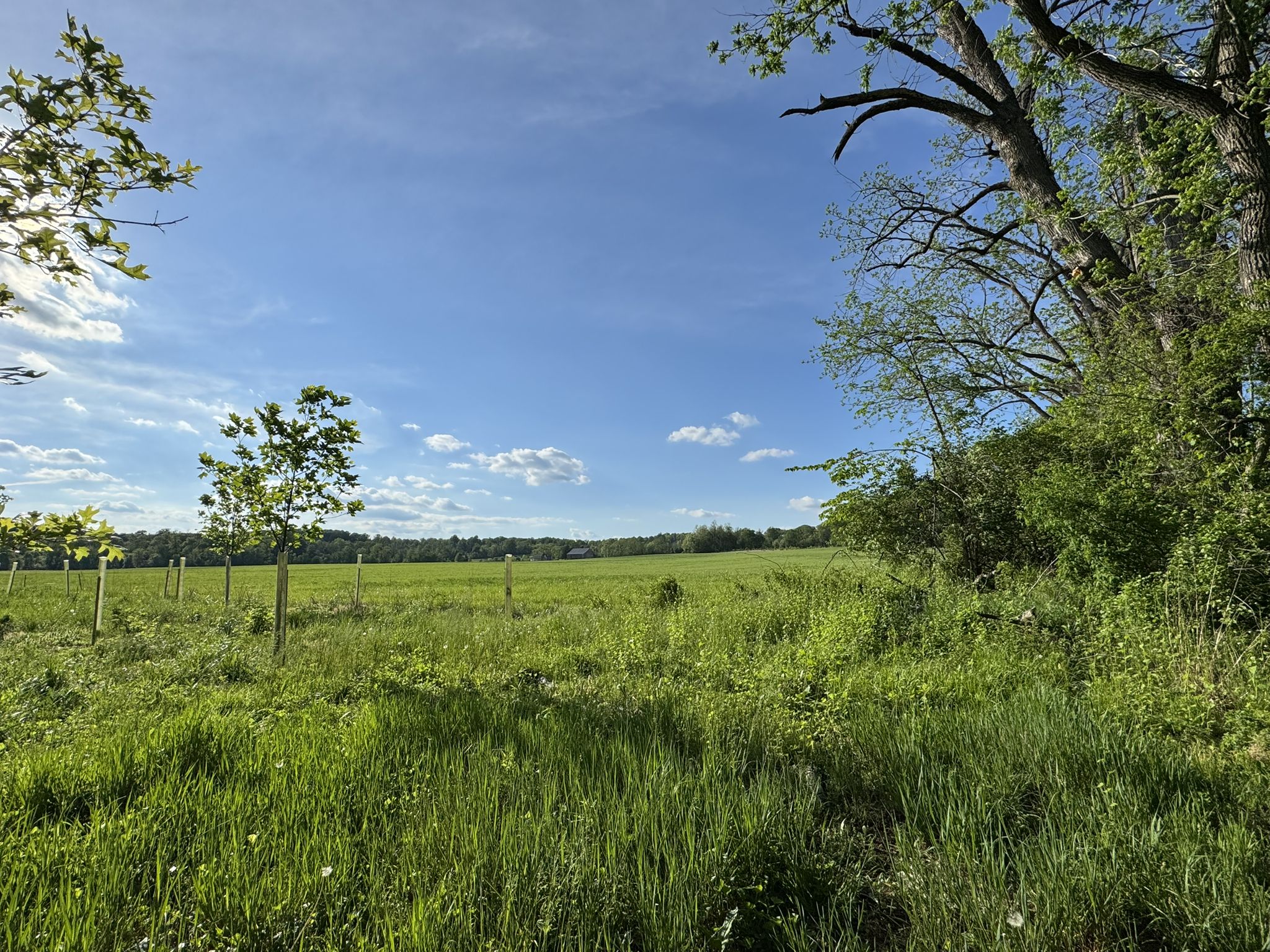 Bright green field under a blue sky with scattered young trees. - Bryn Coed Preserve loop from West Vincent Township