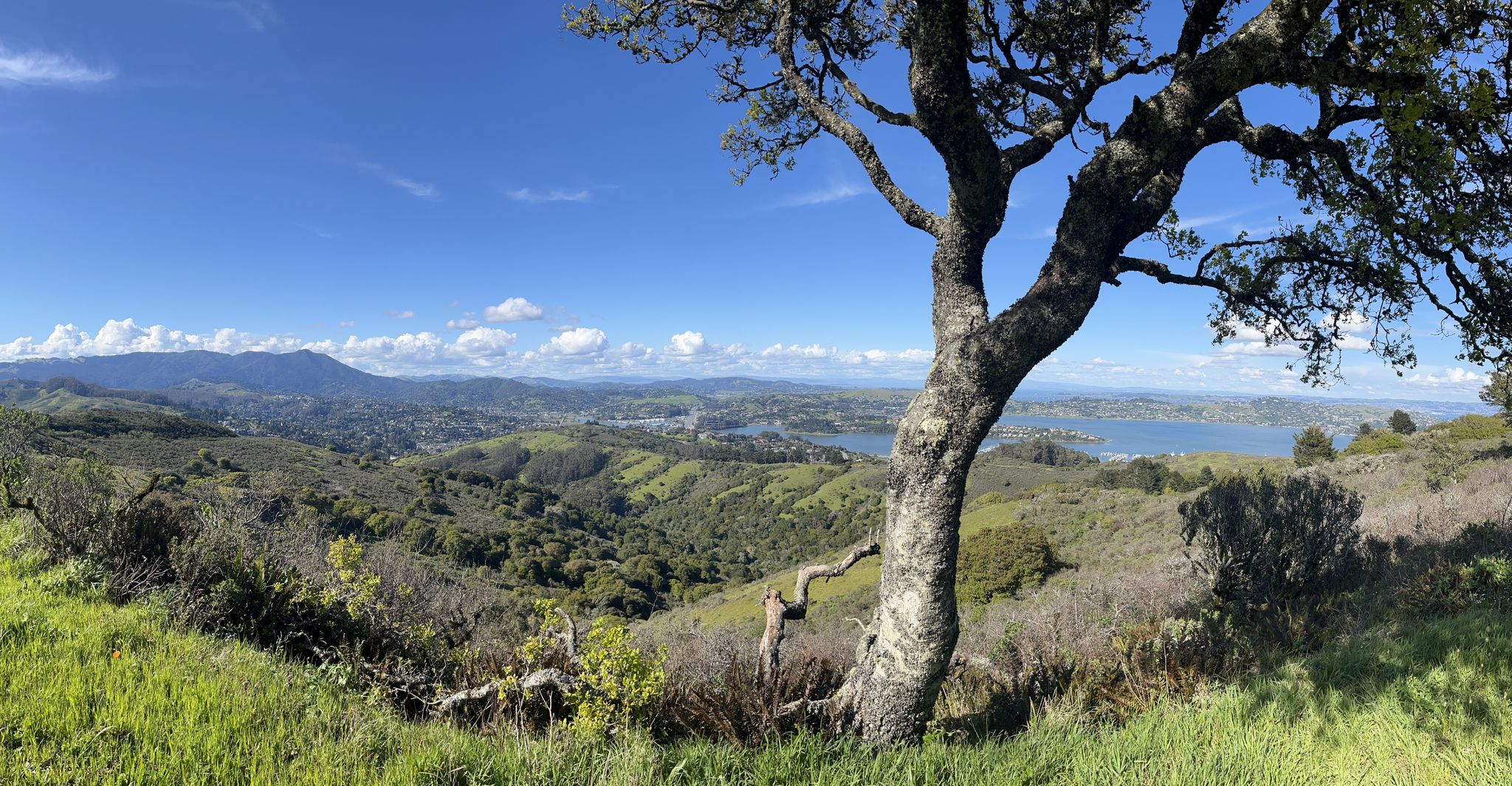 Panoramic view of green hills, a large tree, and distant water under a bright sky. - Marincello, Bobcat, Miwok and Old Springs Loop
