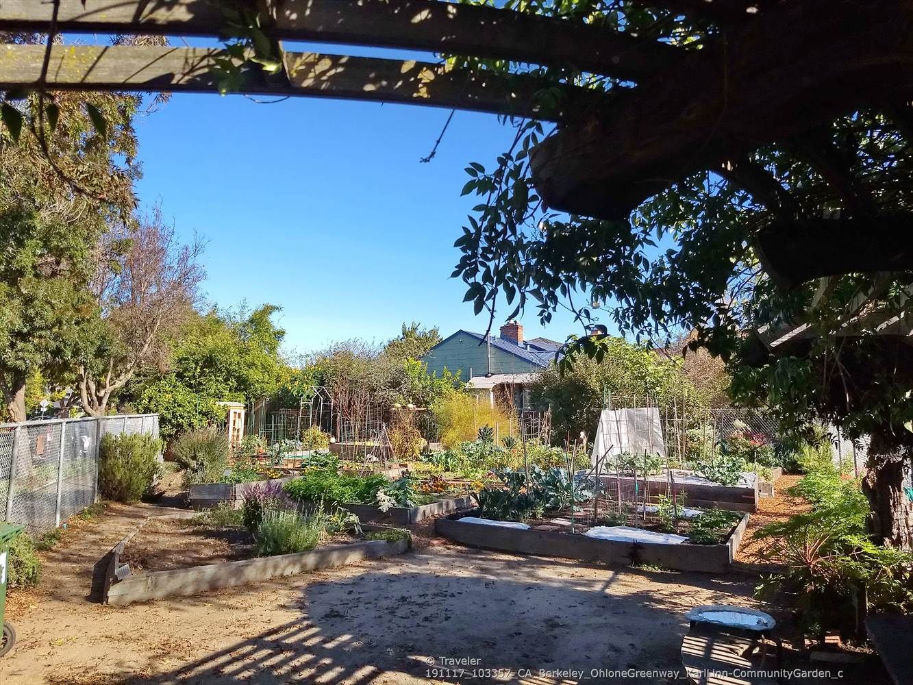 Sunny community garden with raised beds, plants, and a wooden trellis overhead. - Albany Library Murals – Codornices Creek crossing loop from Albany