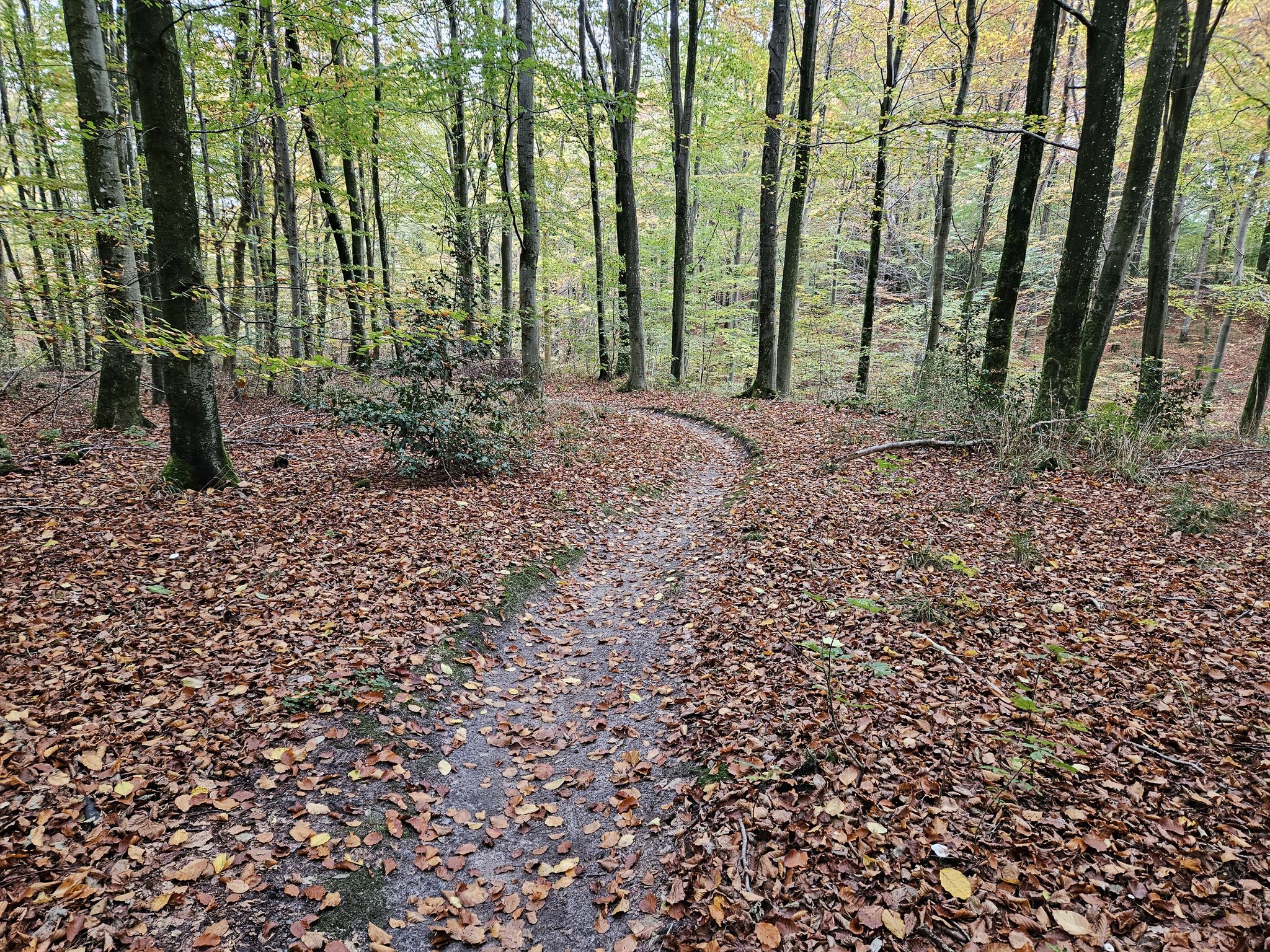 Part of Aabenraa Single Trail.