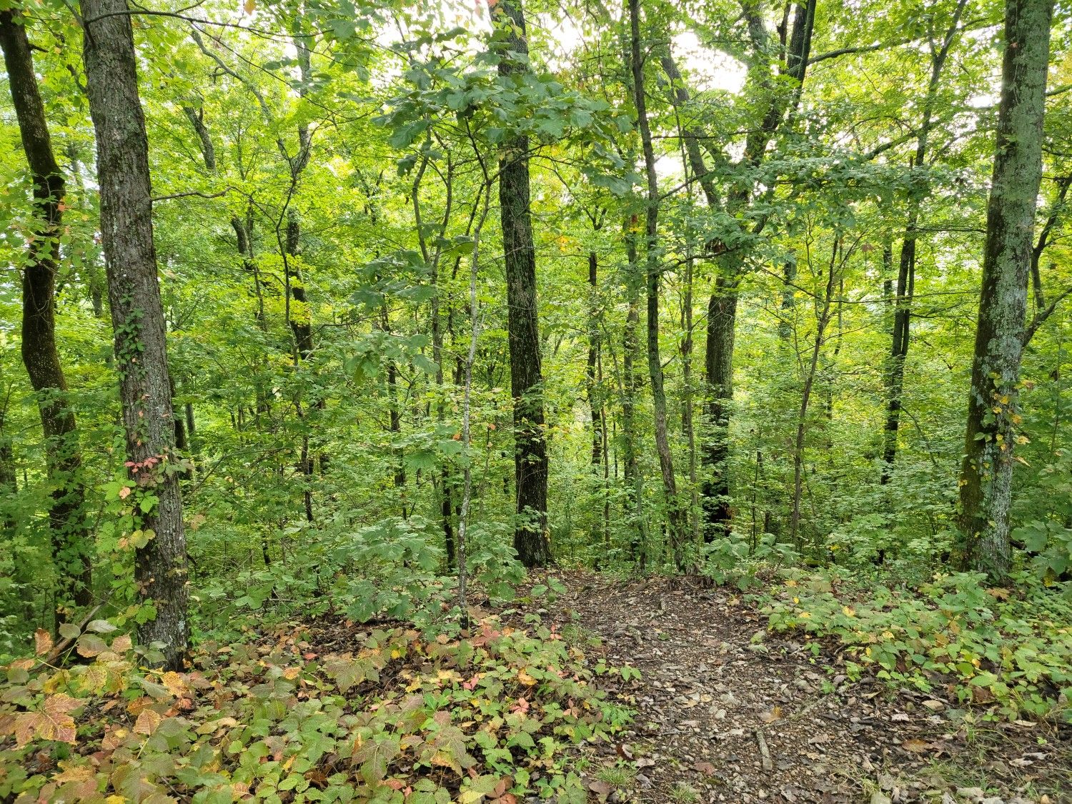 A narrow dirt path winds through a dense, sunlit green forest. - Haw Ridge Lake Trail