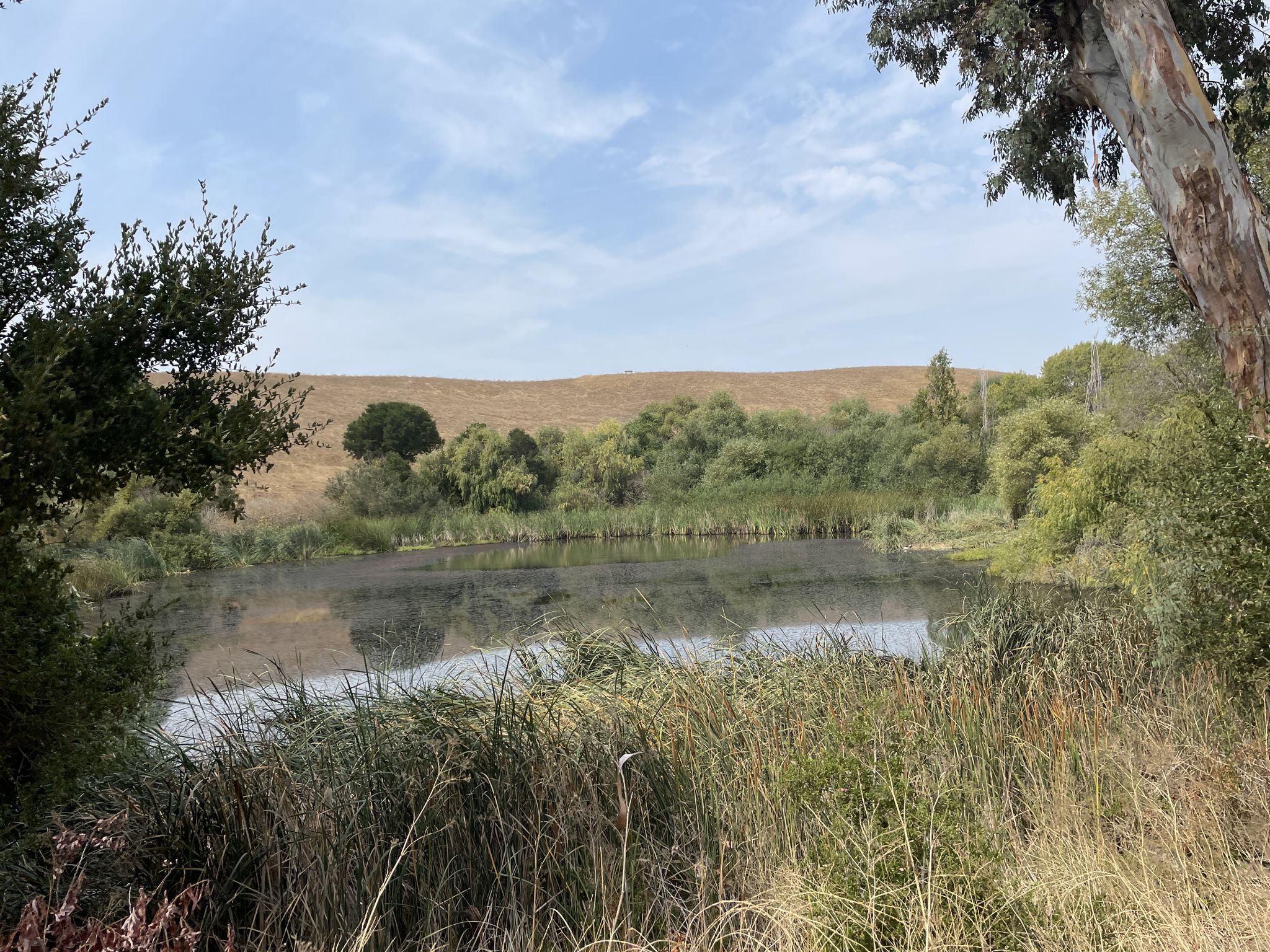 Serene pond surrounded by green reeds and trees under a bright, cloudy sky. - High Ridge, Meyers Ranch and Dry Creek Trail