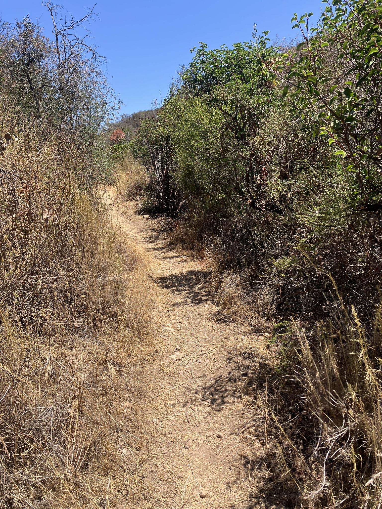 Narrow dirt path winding through dry grass and green bushes on a sunny day. - Sundown Trail